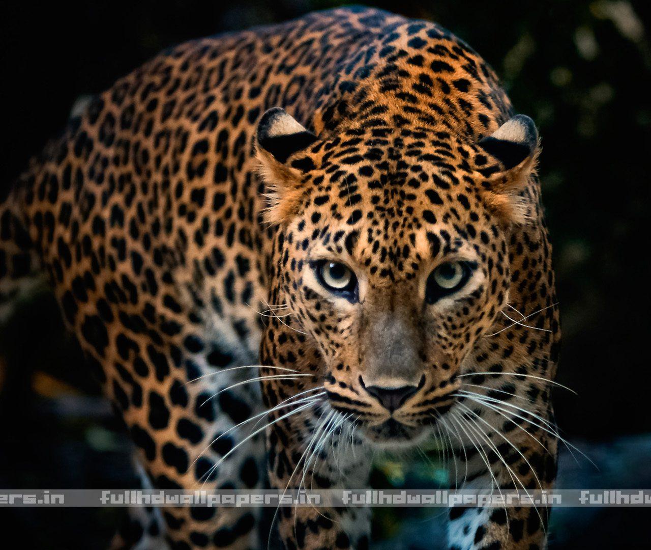 1280x1080 Jaguar in Jungle HD Wallpaper