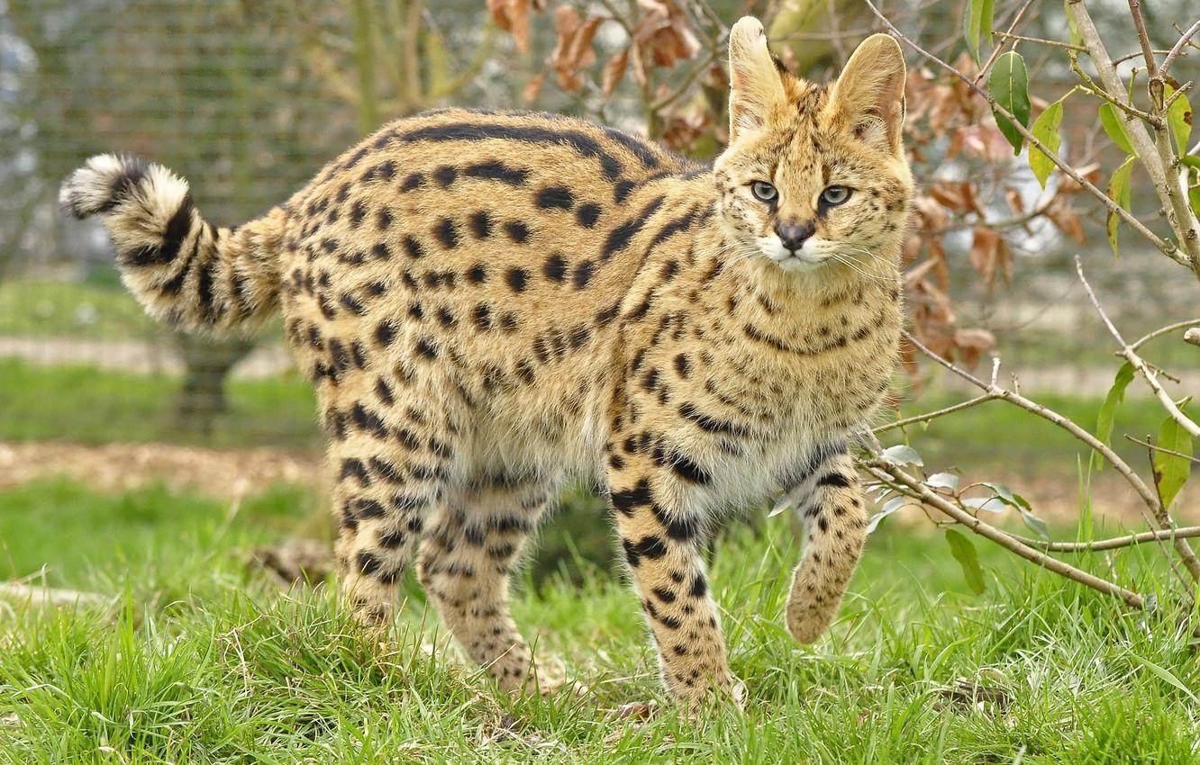 Serval Wallpapers - Top Free Serval Backgrounds - WallpaperAccess