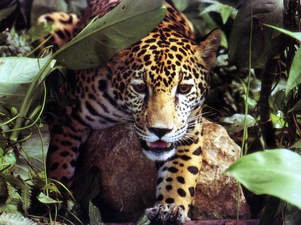 1024x768 Free Jaguar Wallpaper download