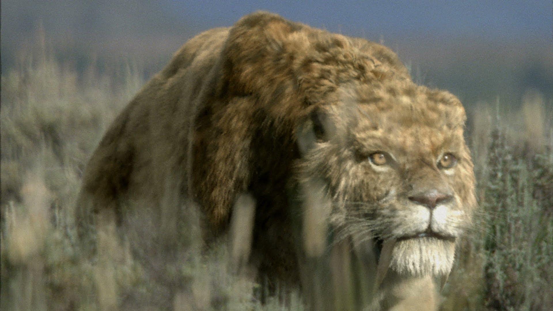 1920x1080 sabertooth wallpaper, vertebrate, mammal, terrestrial animal, wildlife, hair