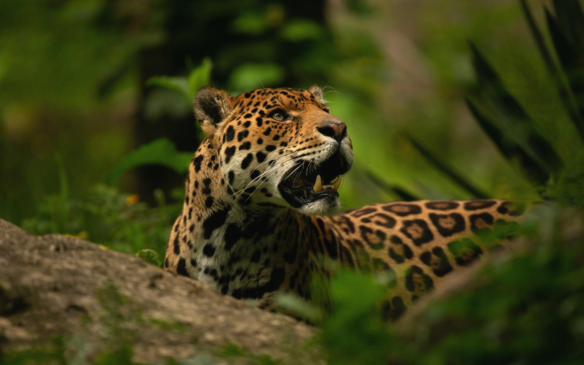 1920x1200 Download wallpaper jaguar, jungle, wild cat, wildlife, predator for desktop with resolution 1920x1200. High Quality HD picture wallpaper