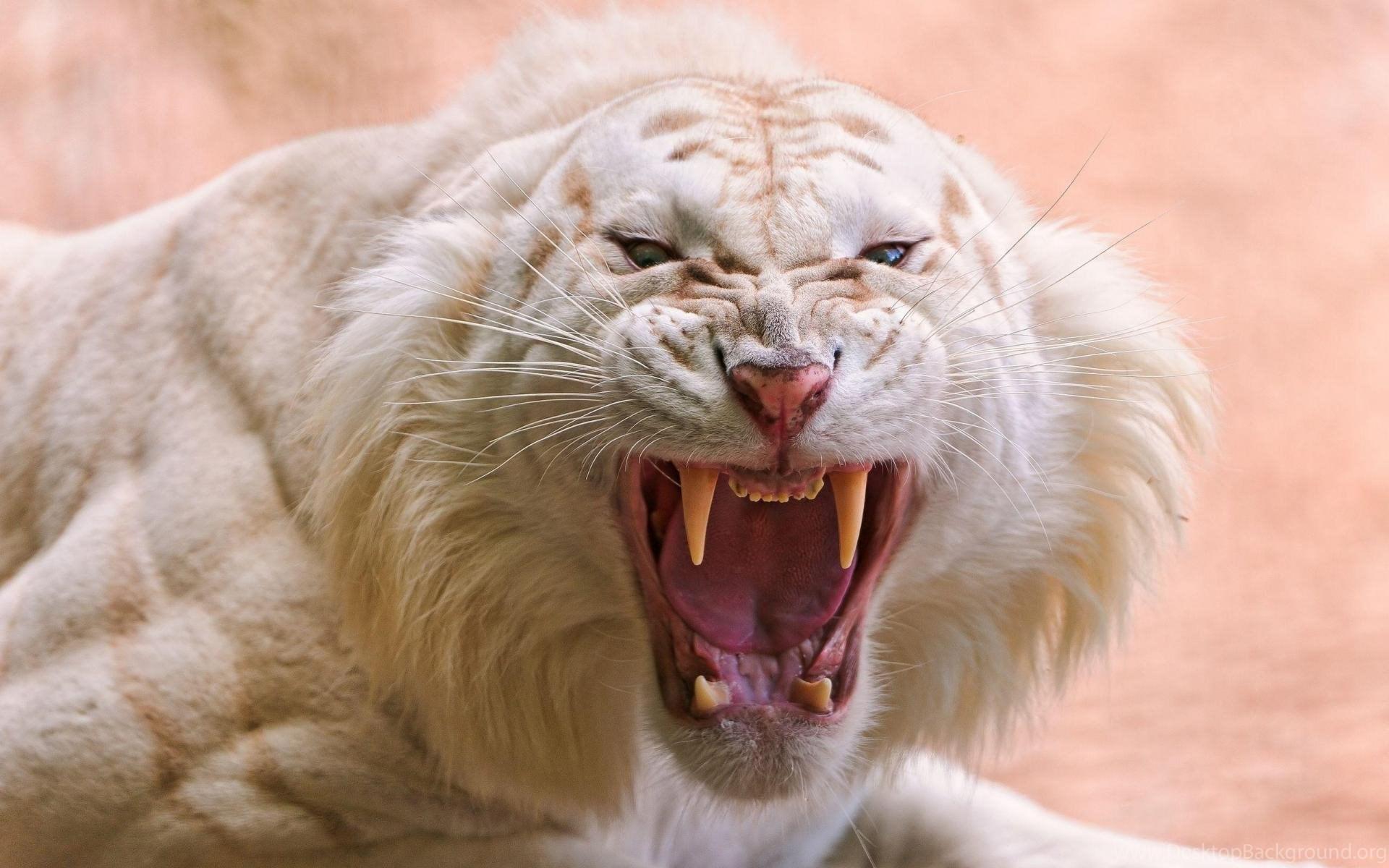 1920x1200 White Saber Toothed Tiger Desktop Background