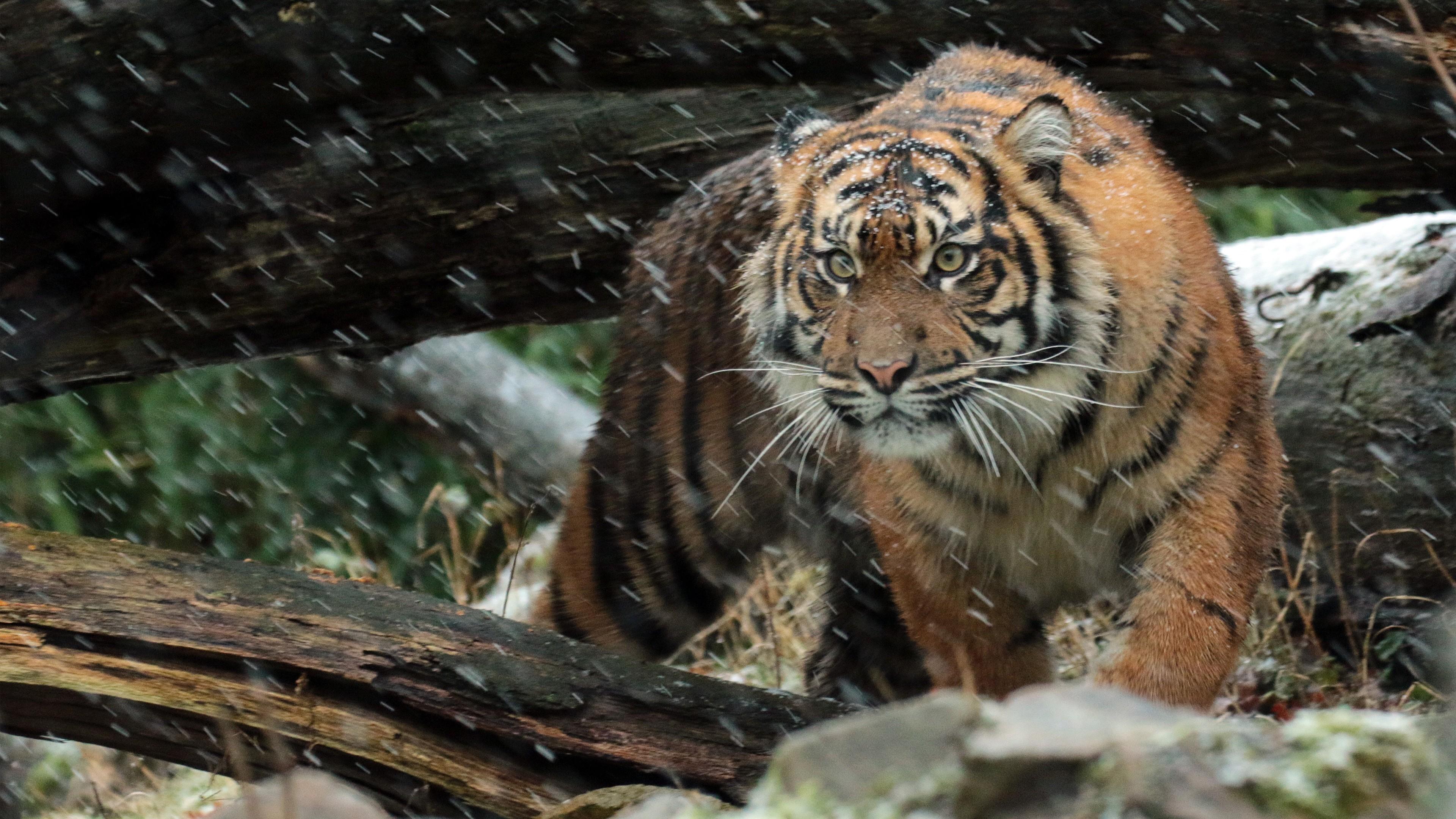 3840x2160 Saber Tooth Tiger Wallpaper Data Src Img 101600 Tooth Tigers Group HD Wallpaper