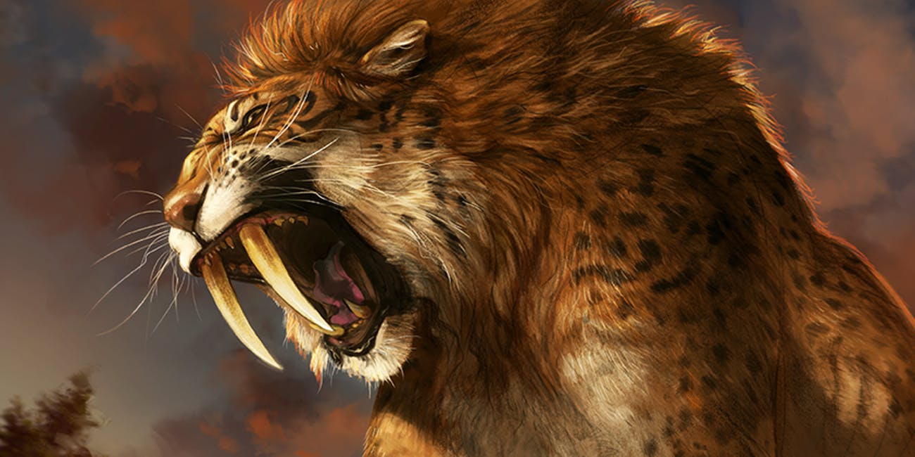 1300x650 Saber Tooth Tiger Pics