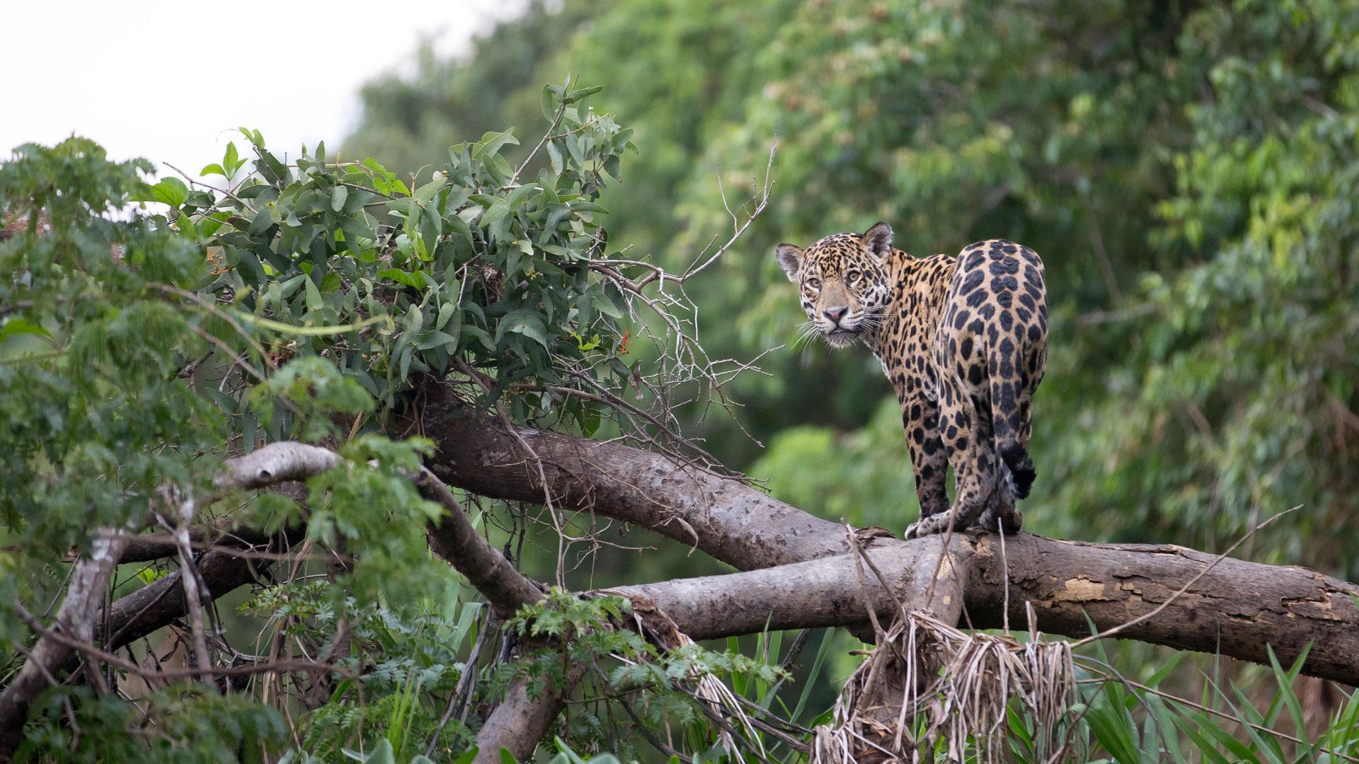 1920x1080 Jungle trekking. Search for Jaguars at eh Amazon