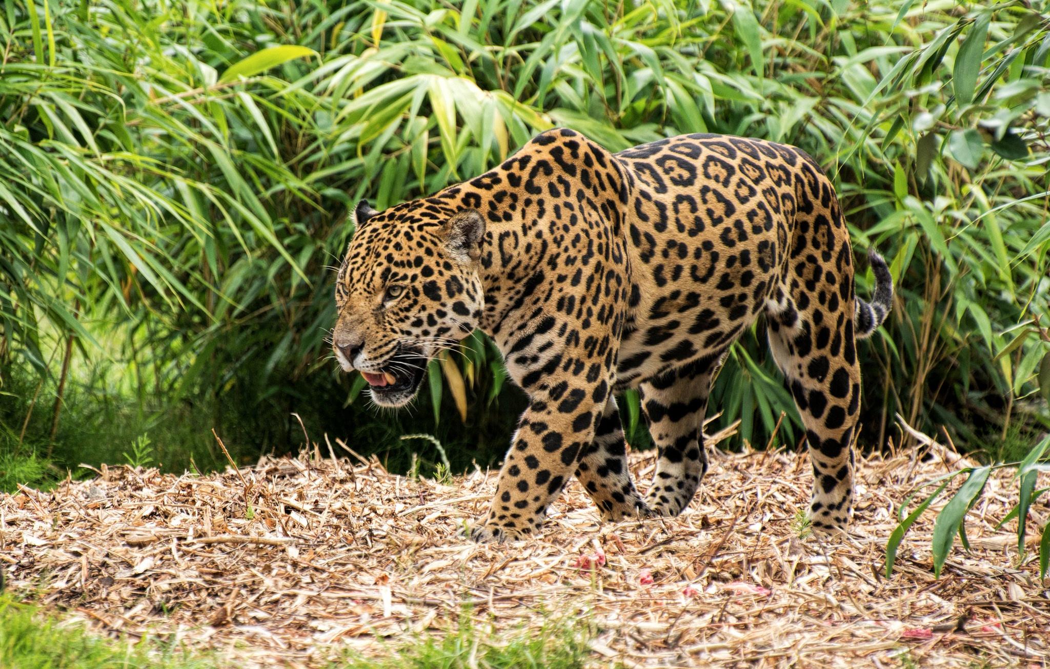 2048x1306 Wildlife, predator (Animal), Big Cat, Jaguar wallpaper. Mocah HD Wallpaper