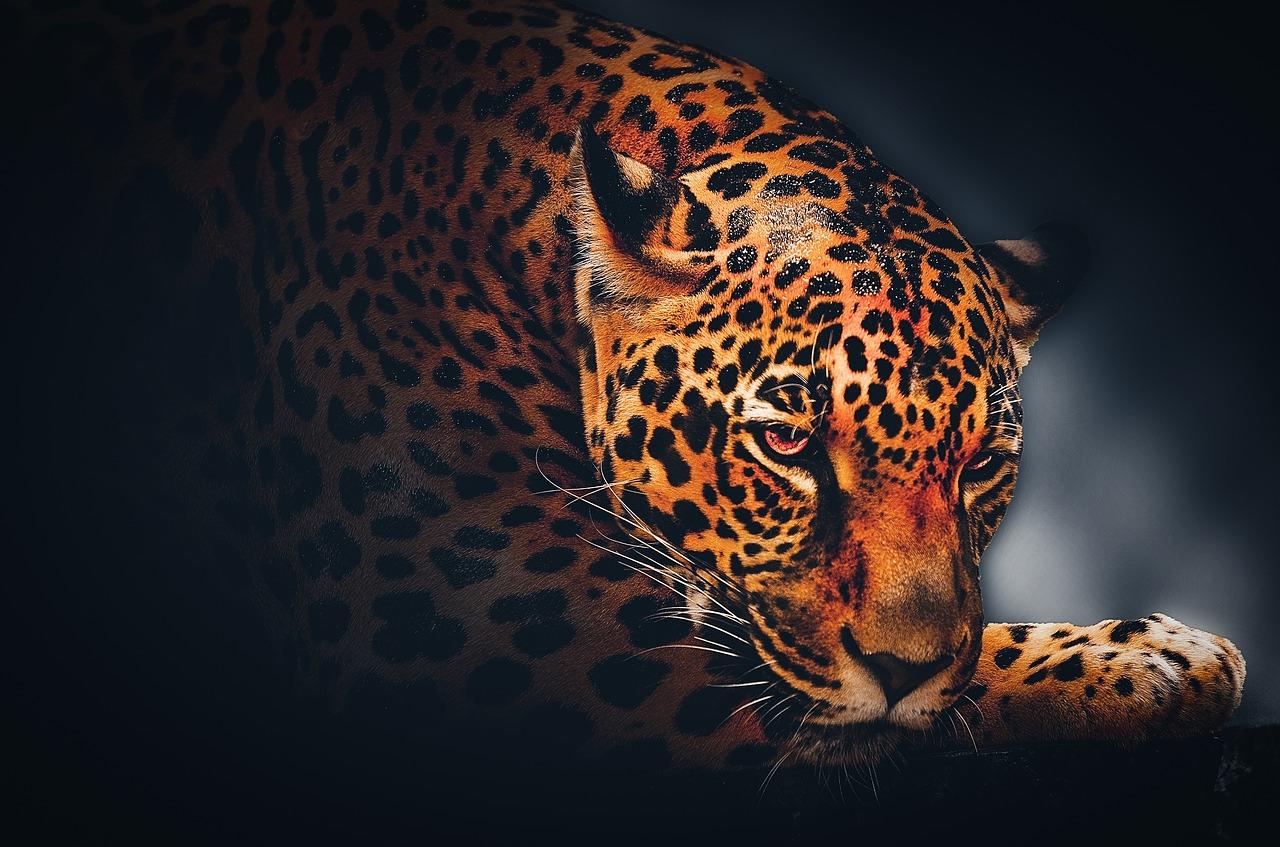 1280x847 Wallpaper Background Jaguar