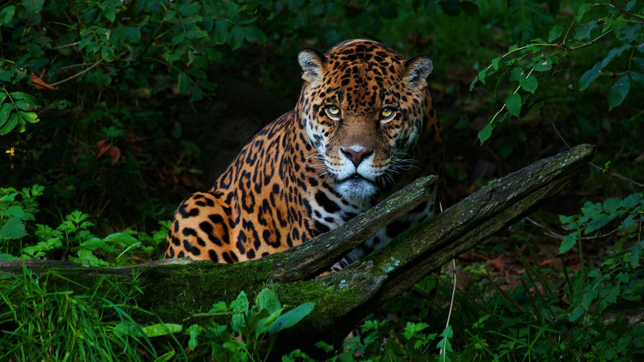 2048x1152 Big Cat Jaguar, HD Animals, 4k Wallpaper, Image, Background, Photo and Picture