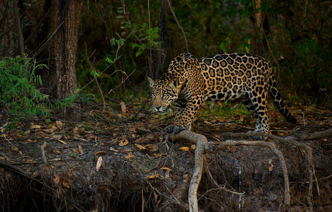 1332x850 Wallpaper forest, look, leaves, branches, roots, jungle, Jaguar image for desktop, section кошки