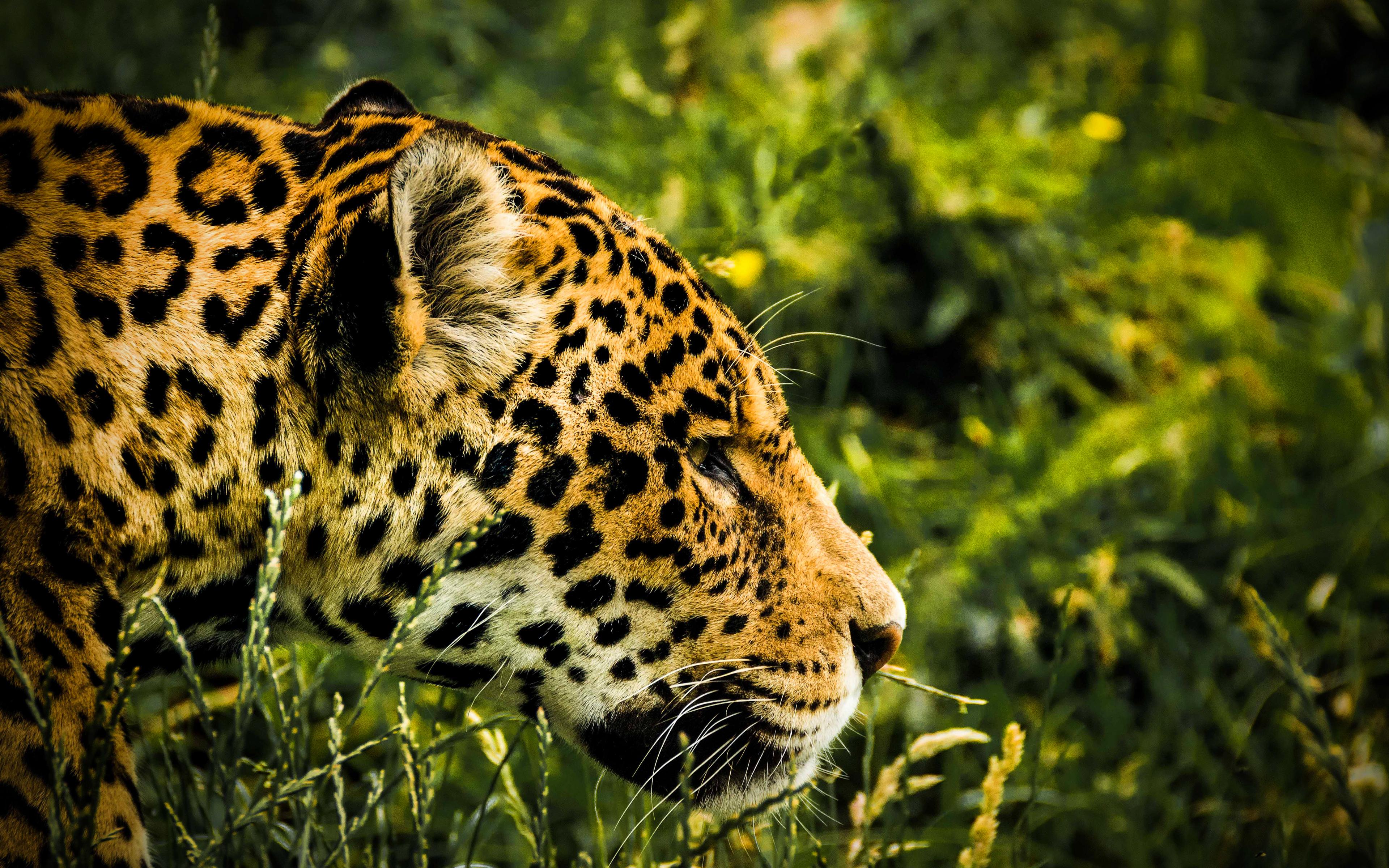 3840x2400 Download wallpaper Jaguar, 4k, wildlife, predators, jungle, wild cat, Panthera onca for desktop with resolution 3840x2400. High Quality HD picture wallpaper