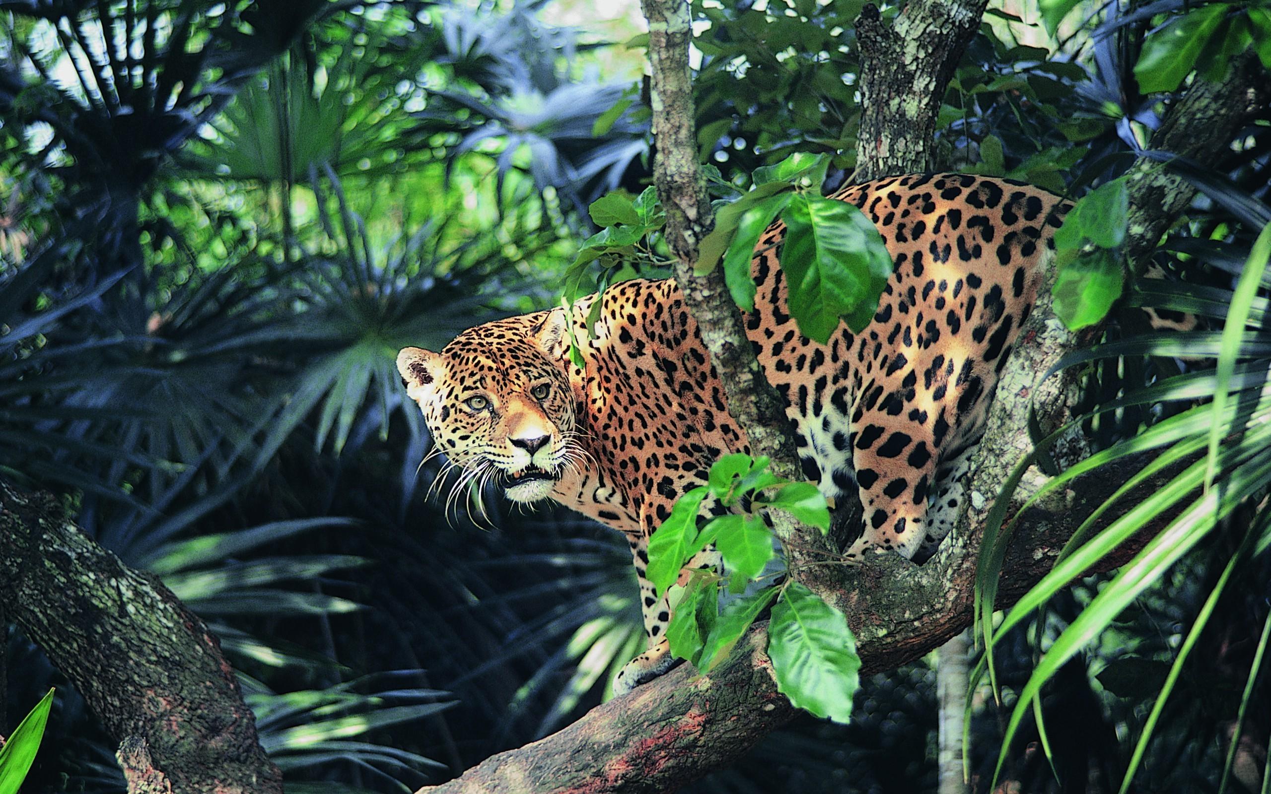 Jaguar Jungle Wallpapers - Top Free Jaguar Jungle Backgrounds ...