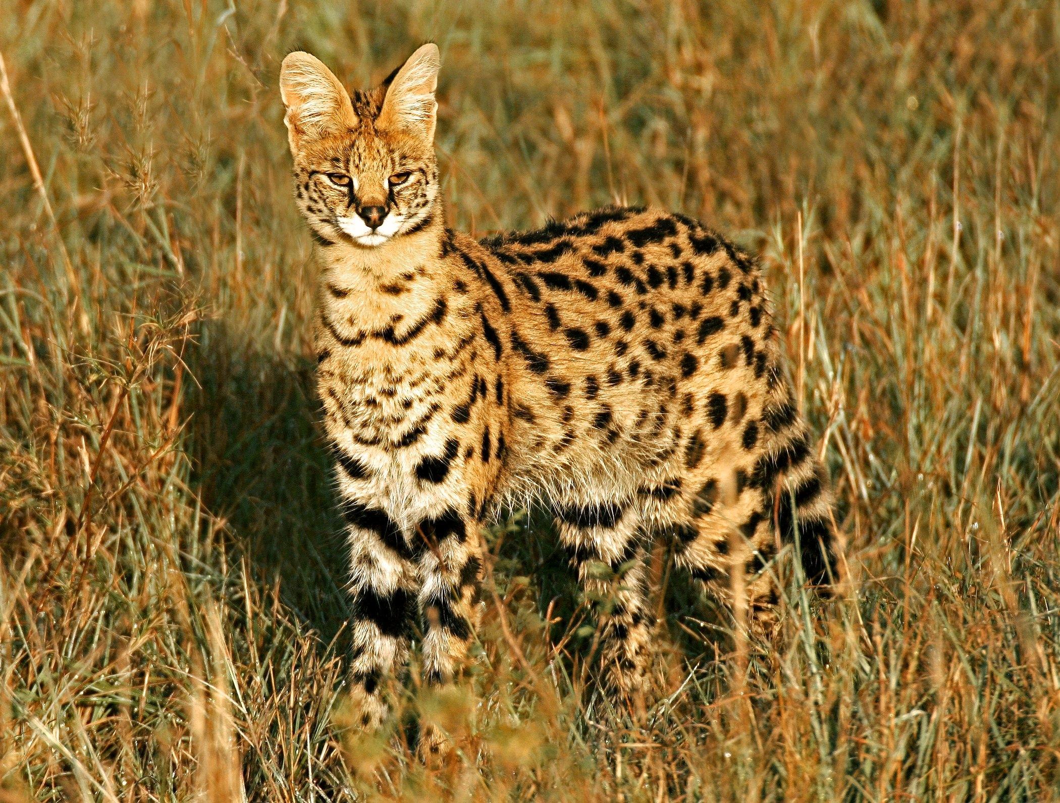 2100x1591 animals fields outdoors serval spotted wildcat 2100x1591 wallpaper