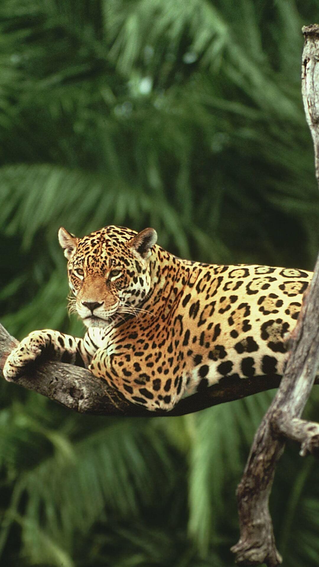 1080x1920 Jaguar Wallpaper HD for Android