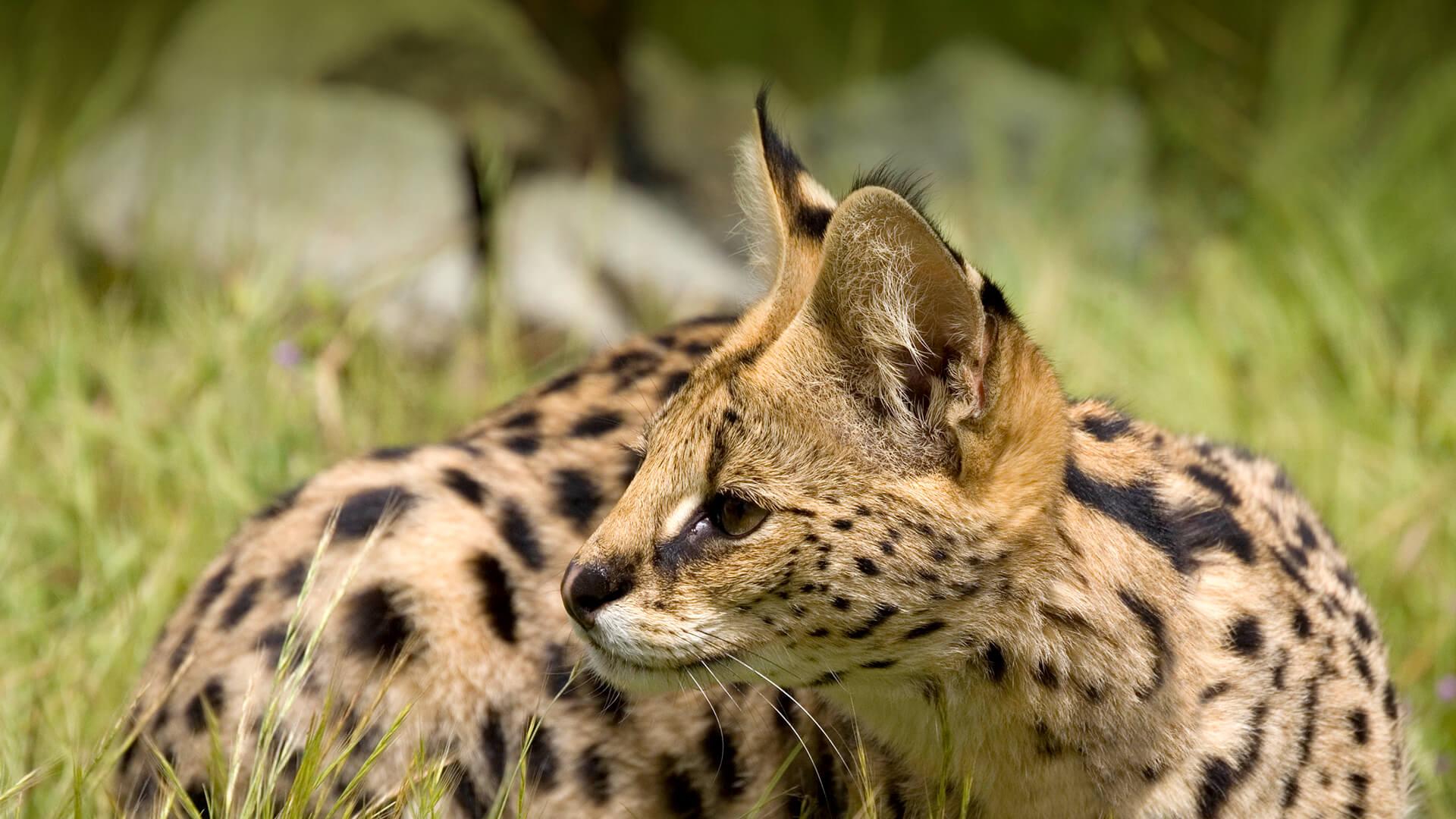 Serval Wallpapers - Top Free Serval Backgrounds - WallpaperAccess