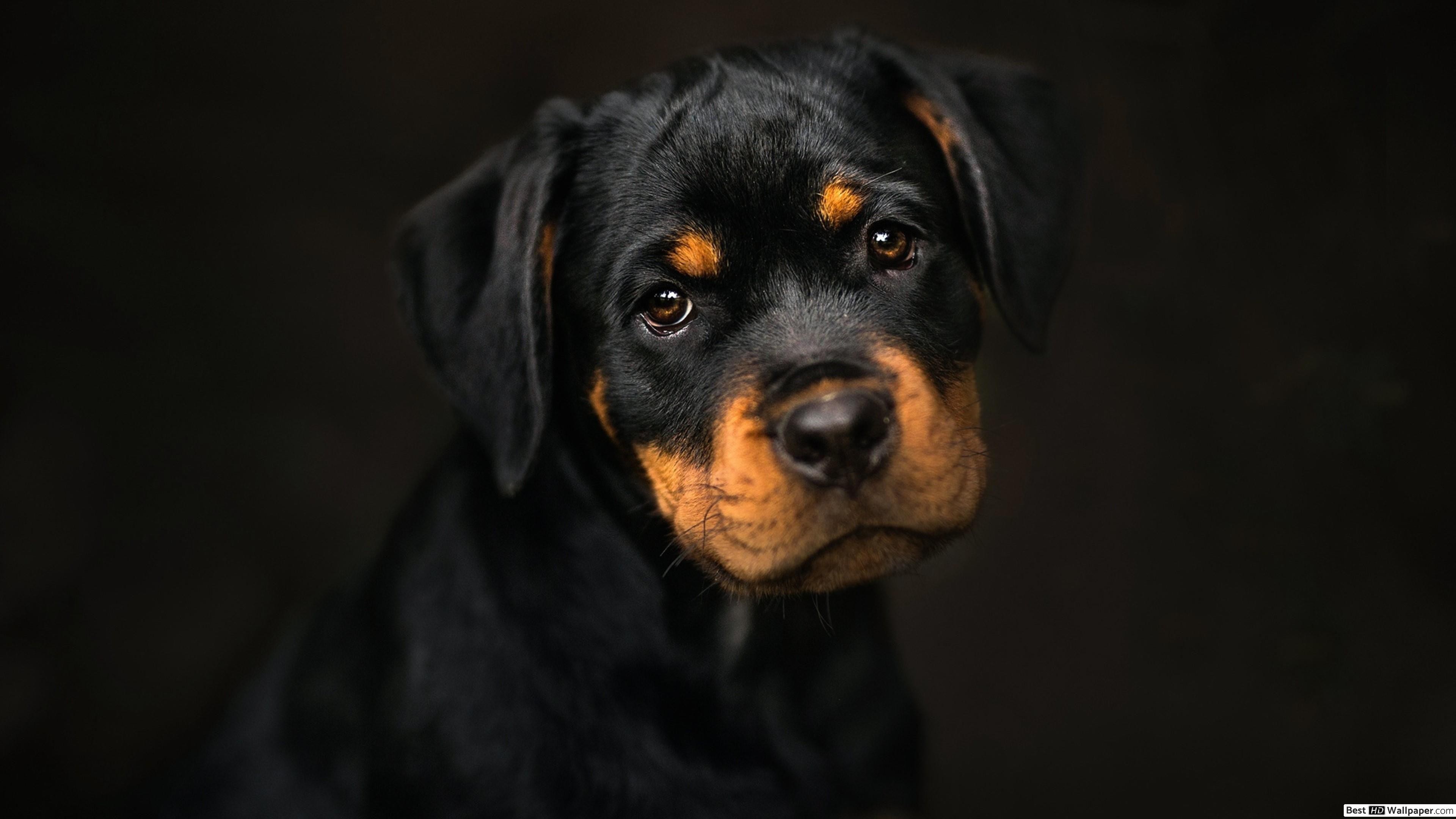 3840x2160 Sad face puppy rottweiler HD wallpaper download