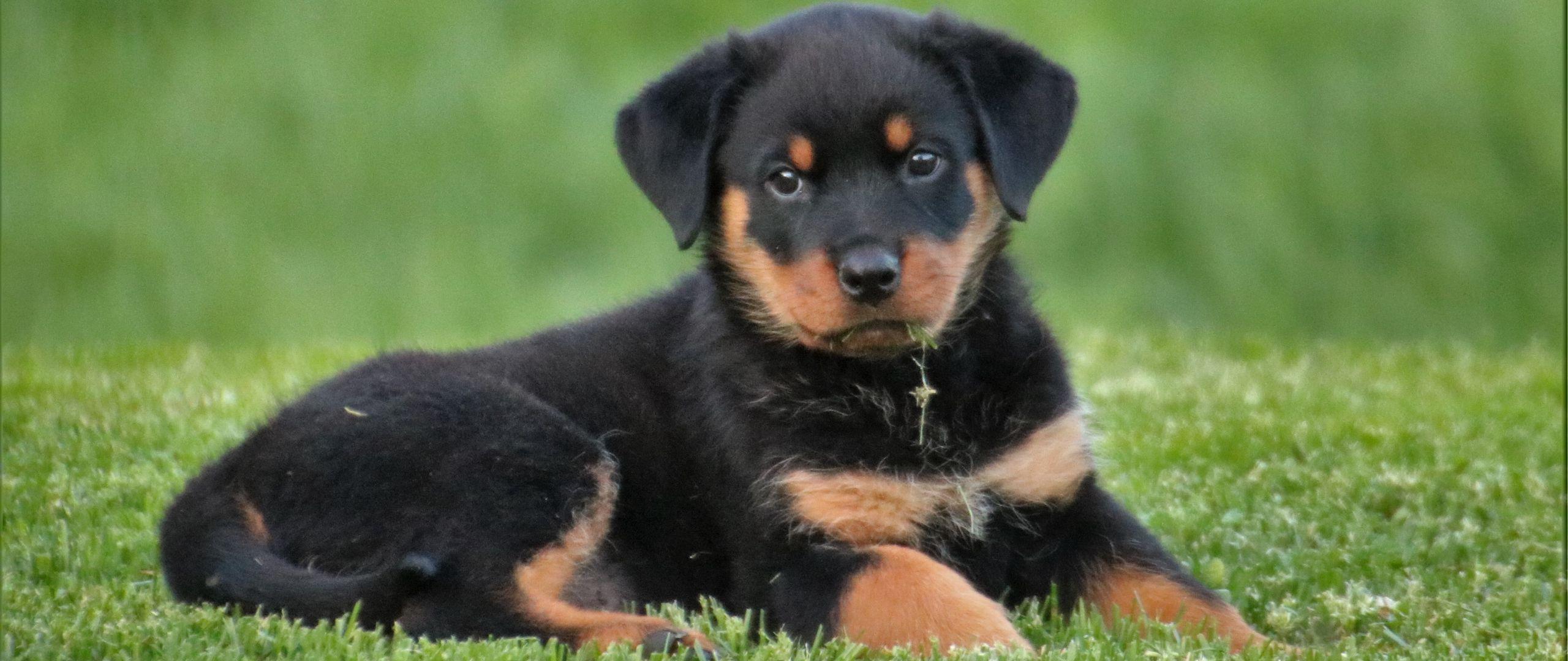 2560x1080 Download wallpaper 2560x1080 rottweiler, puppy, dog, lying dual wide 1080p HD background