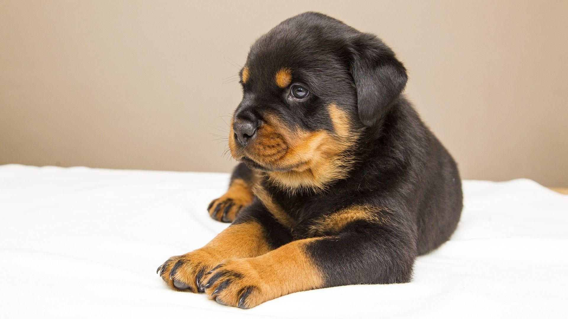 1920x1080 Desktop Wallpaper Rottweiler, Puppy, Dog, Animal, Relaxed, HD Image, Picture, Background, Pai4um