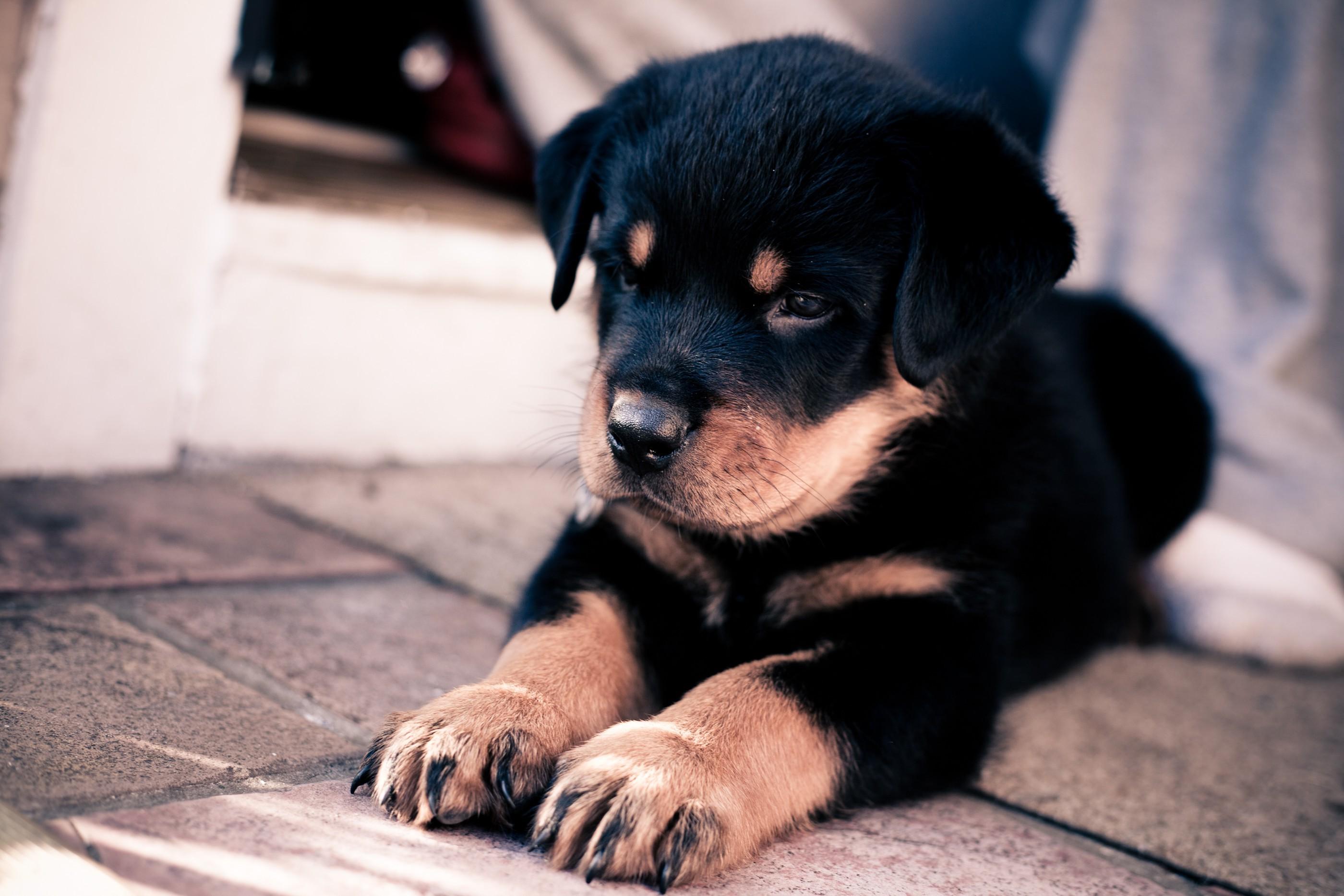 2800x1867 dog, Animals, Rottweiler, Puppies Wallpaper HD / Desktop and Mobile Background
