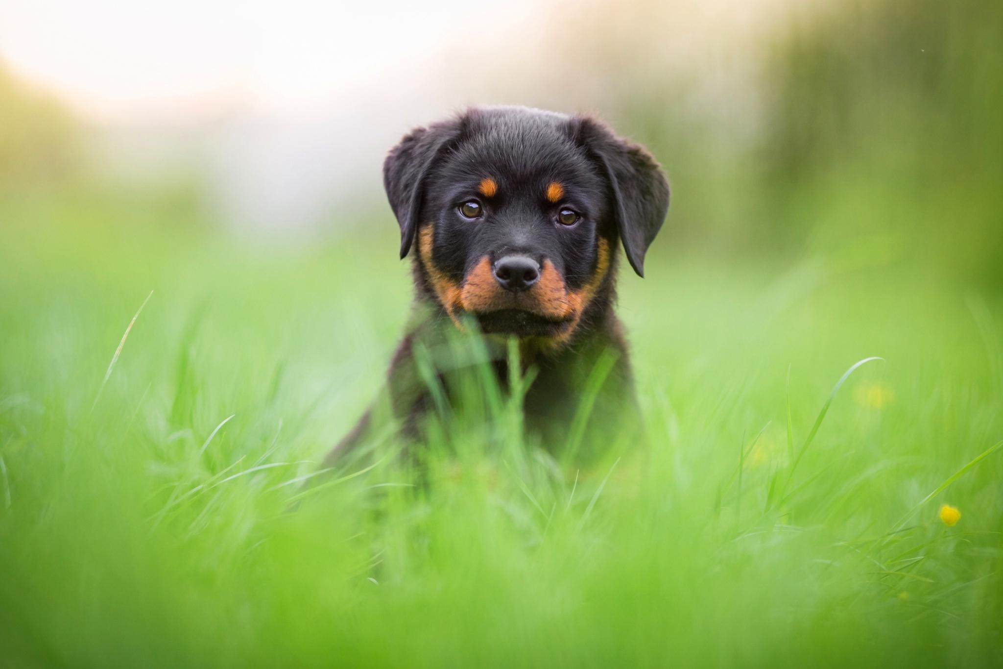 2048x1365 Pet, Dog, Stare, Baby Animal, Rottweiler, Puppy wallpaper