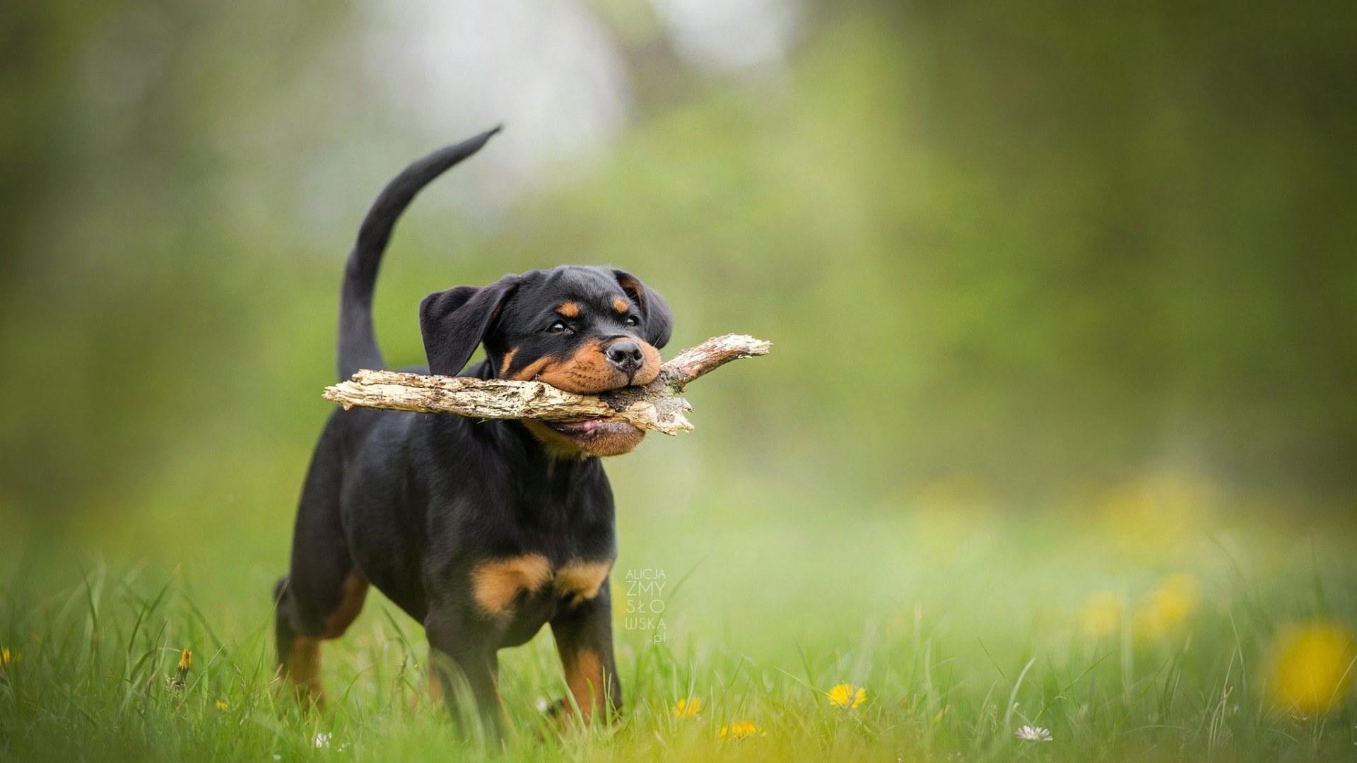 1920x1080 Wallpaper Dogs, Rottweiler, Baby Animal, Blur, Pet, Puppy • Wallpaper For You HD Wallpaper For Desktop & Mobile