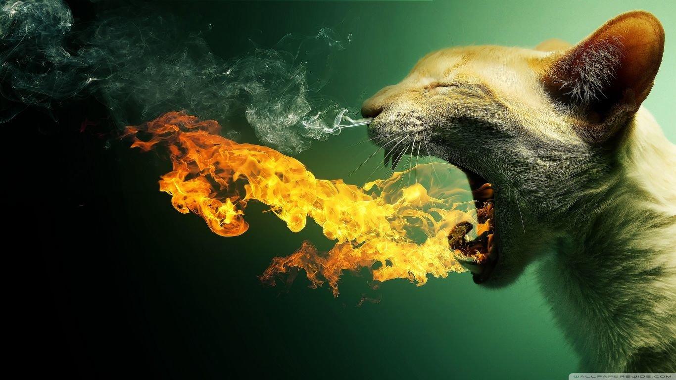 1366x768 Download Laptop Cool Animal Computer Wallpaper Id Wallpaper For Boys Laptop