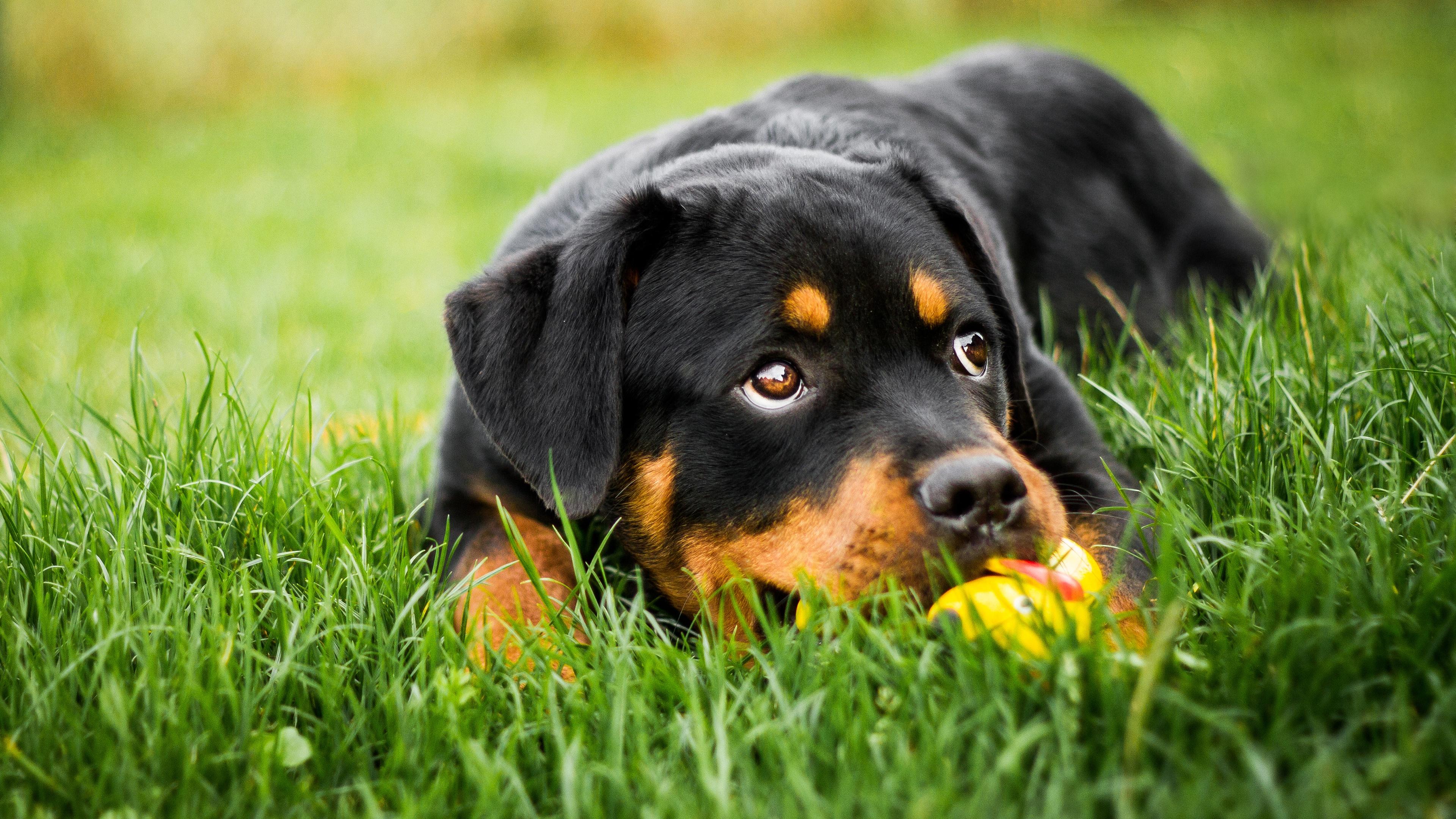 3840x2160 Baby Animal Dog Pet Puppy Rottweiler Wallpaper:3840x2160