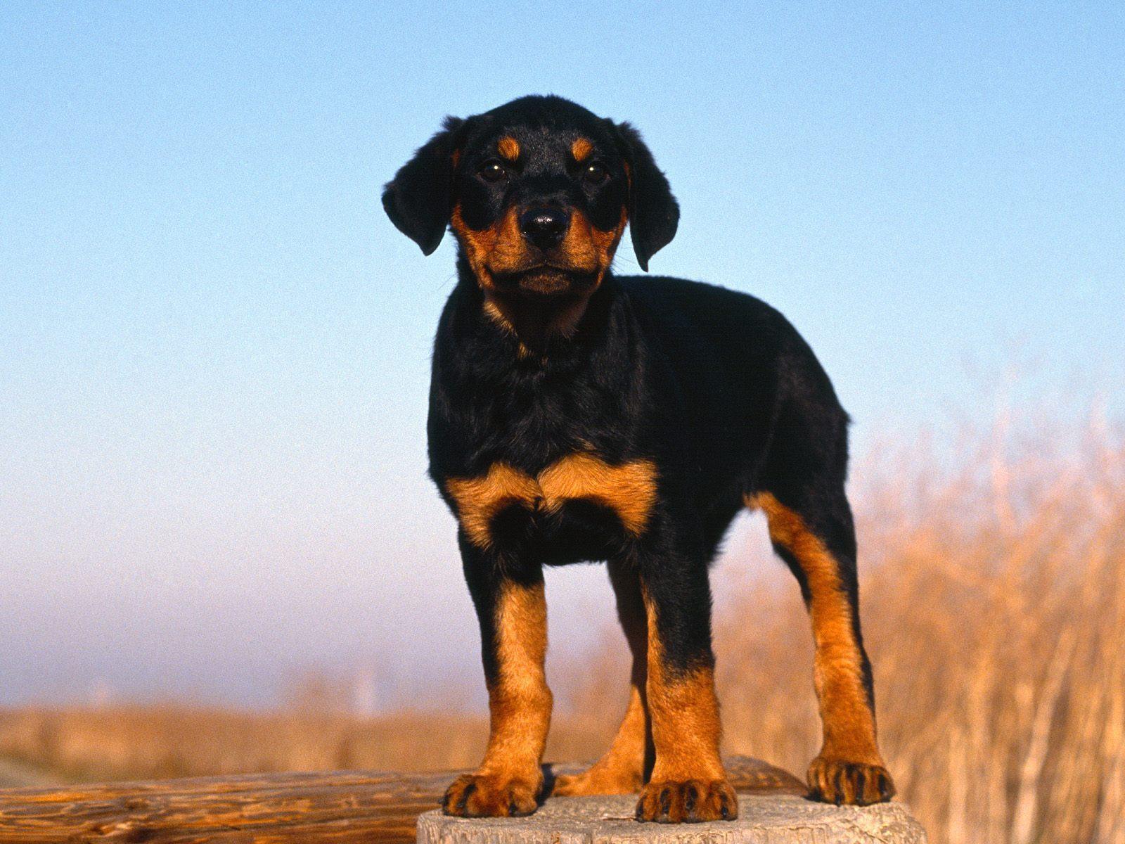 1600x1200 Rottweiler Puppy