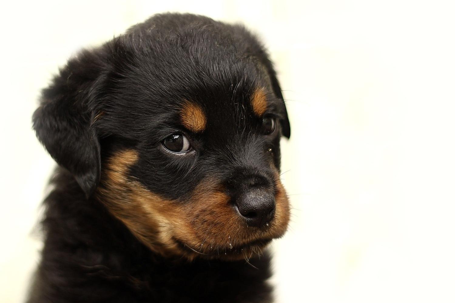1500x1000 Photo Wallpaper Rottweiler puppy to fall in love