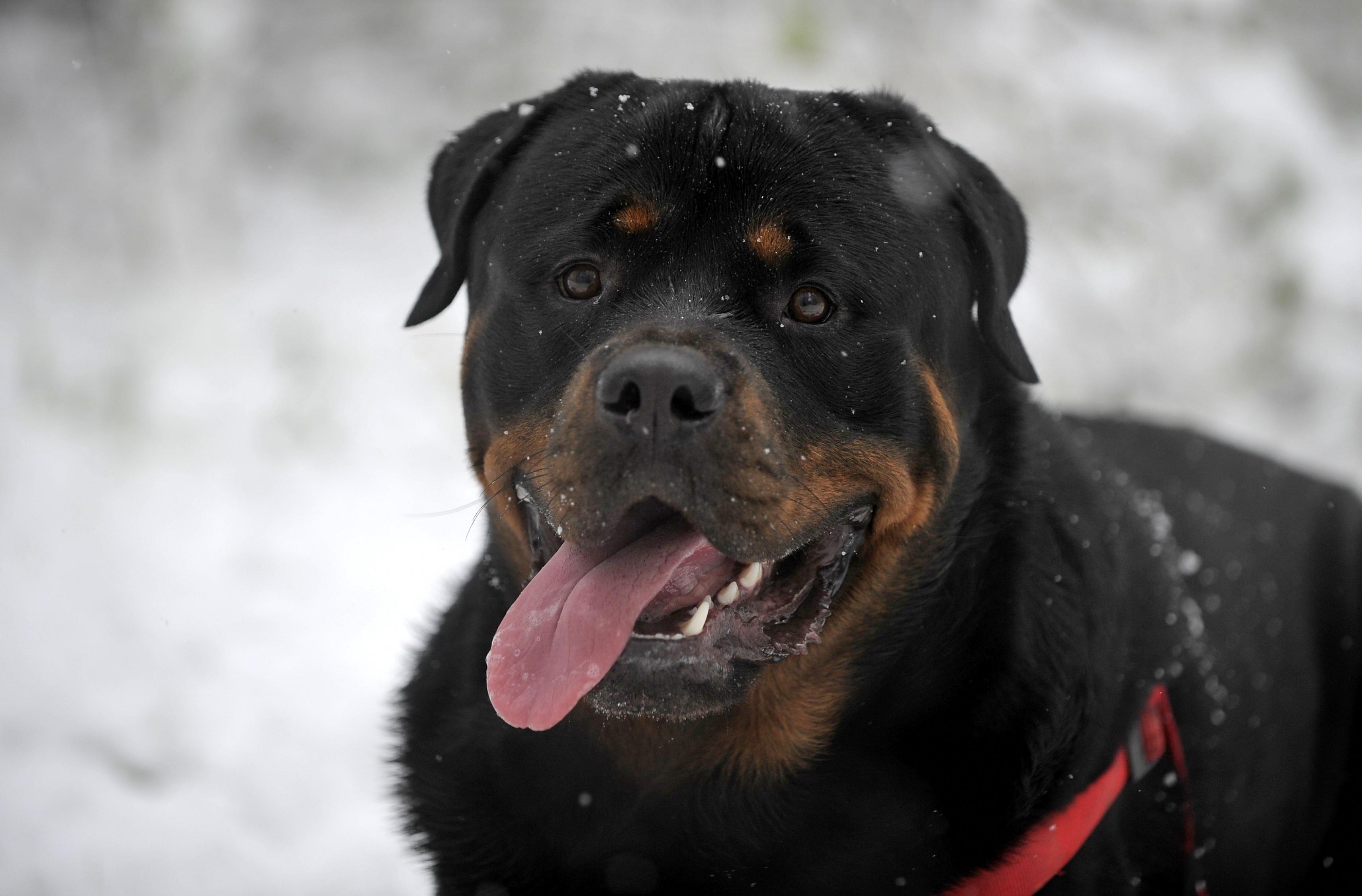 3420x2252 Rottweiler Protruding tongue, Snow, Black）HD Dog Wallpaper