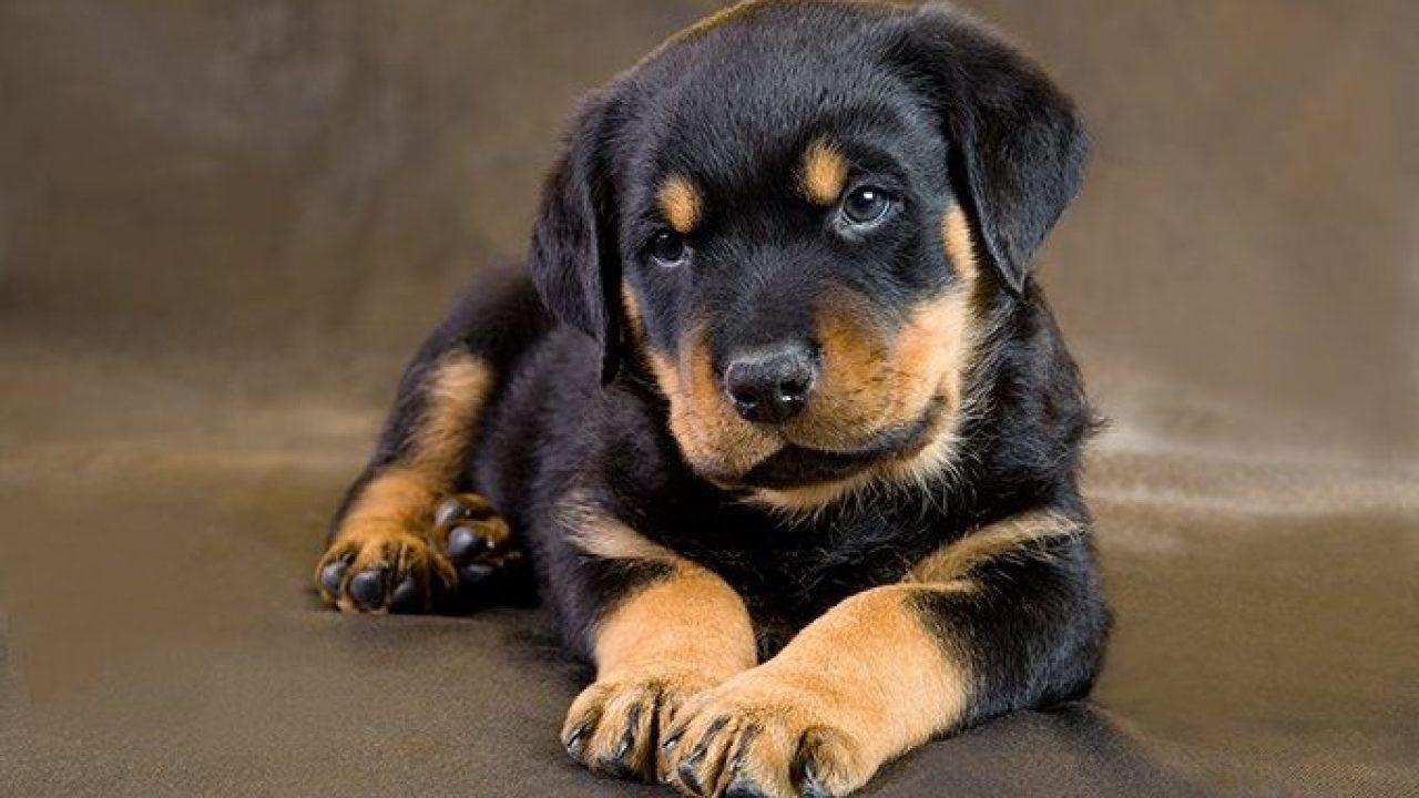 1280x720 Rottweiler Puppies: Cute Picture And Facts