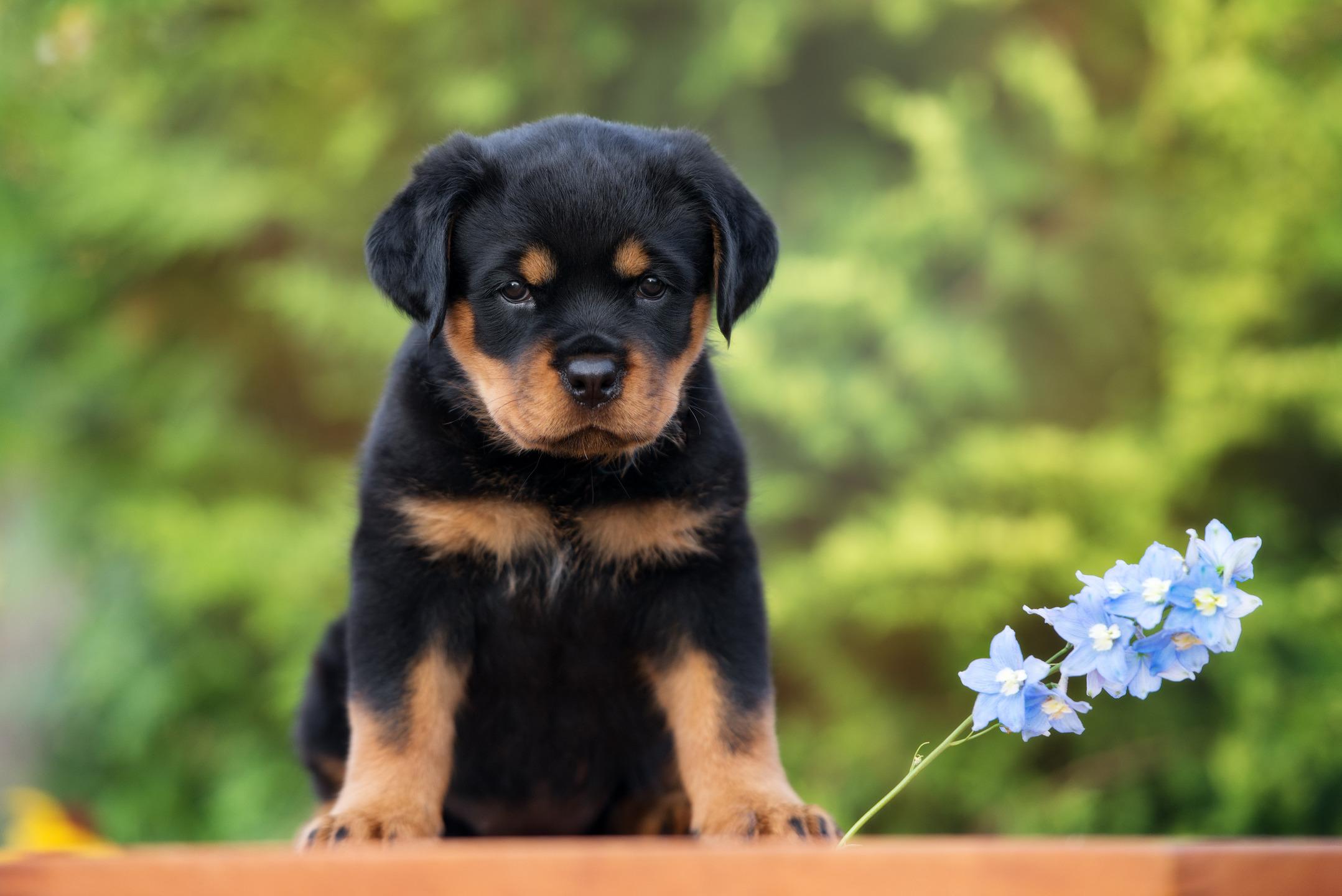 2157x1440 puppy Archives
