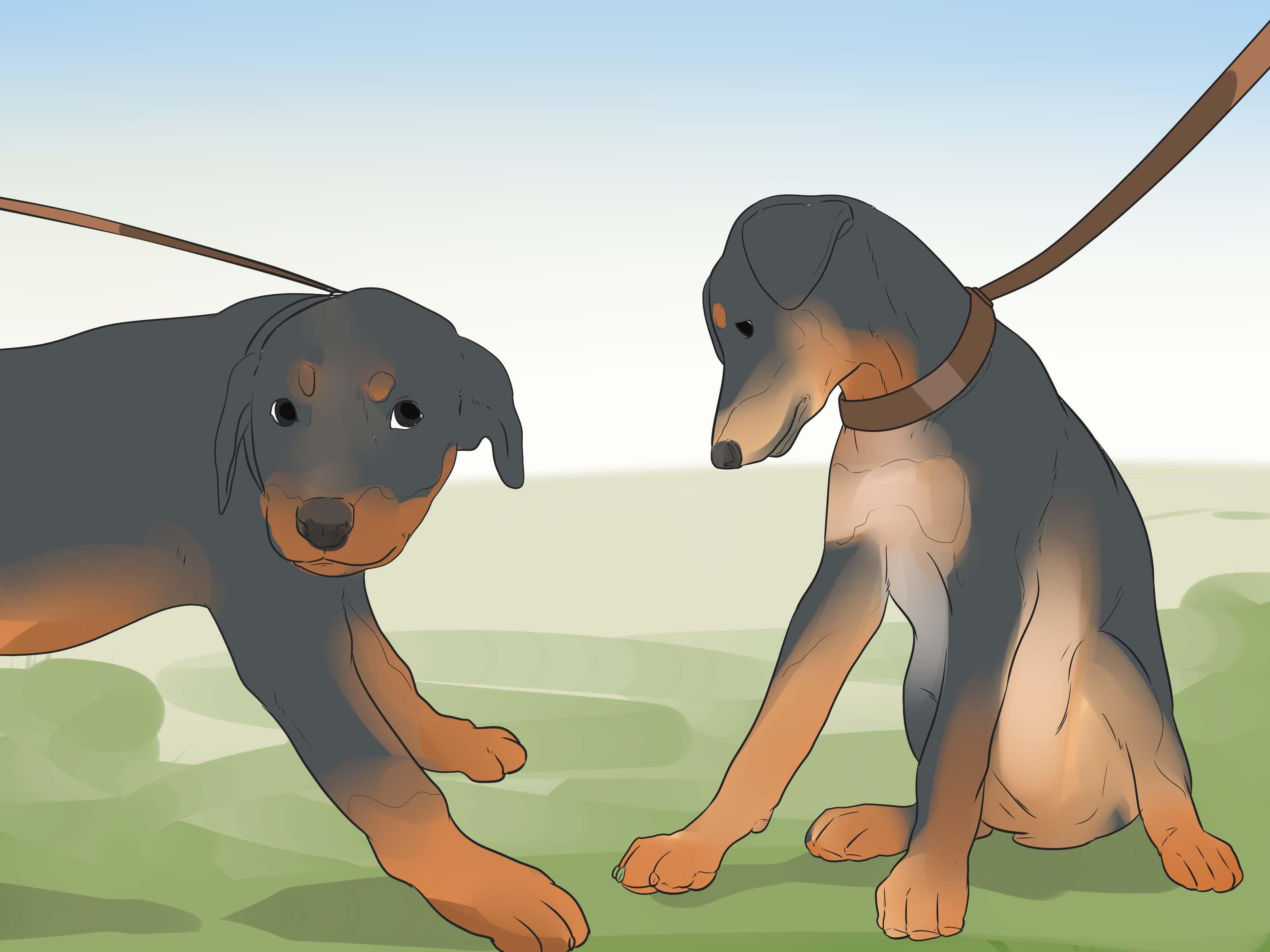 3200x2400 How to Care for a Rottweiler Puppy: 14 Steps (with Picture)