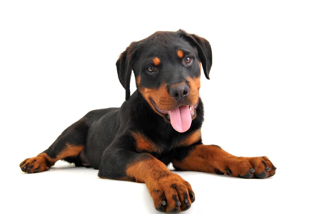 1332x850 Wallpaper Dog, Rottweiler, Puppy, Rottweiler image for desktop, section собаки