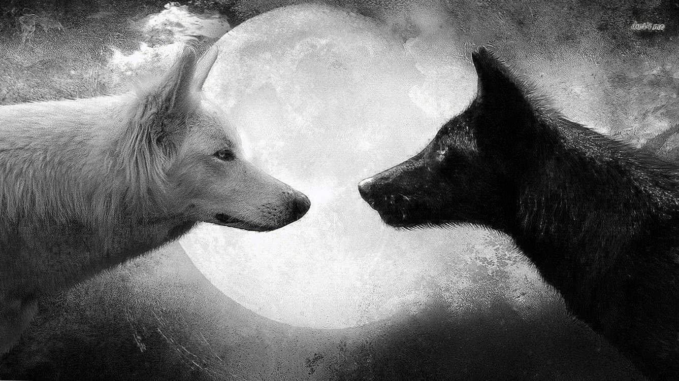 Wolf and Fox Wallpapers - Top Free Wolf and Fox Backgrounds ...
