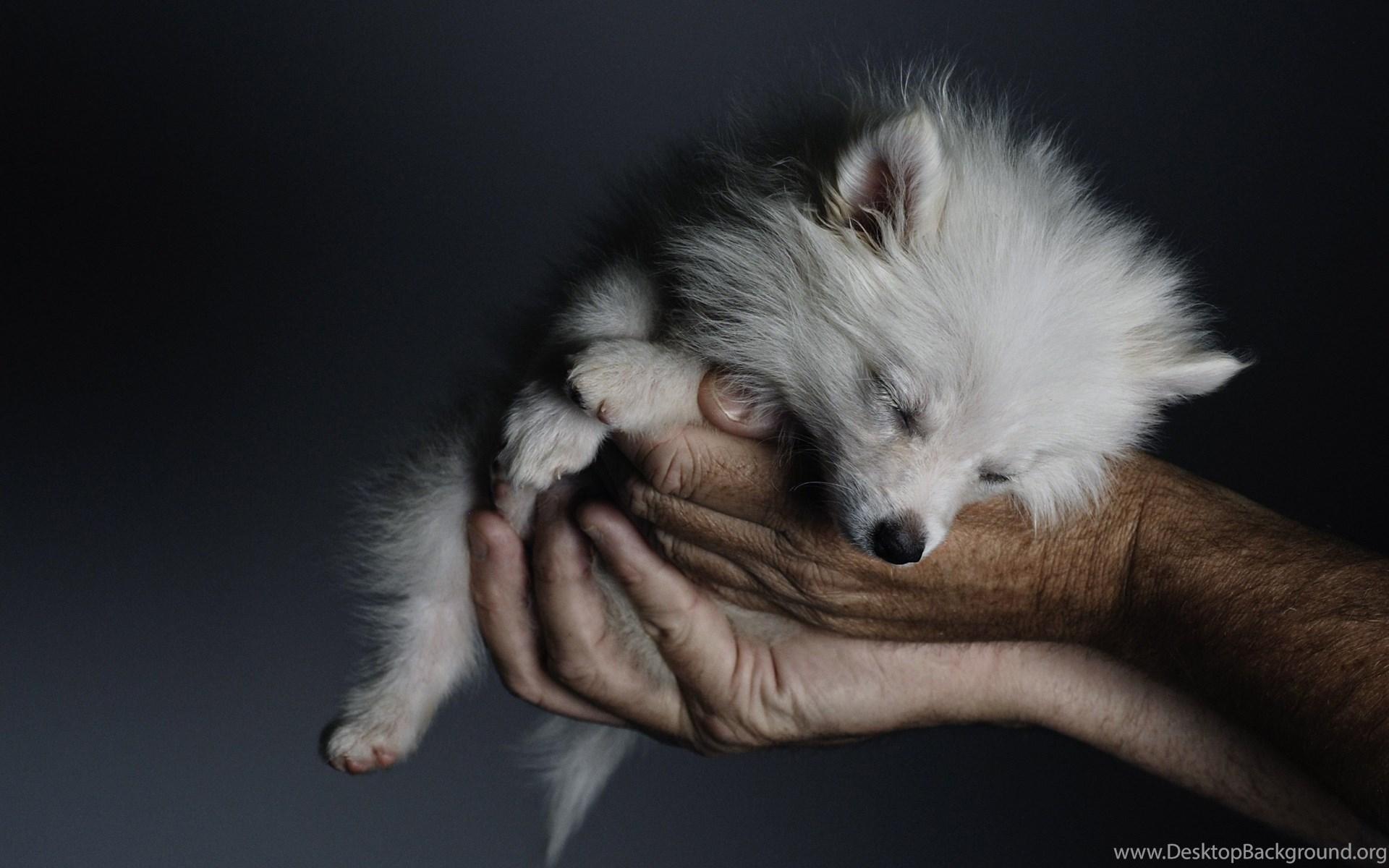 1920x1200 Baby wolf or fox or dog desktop background Desktop Background