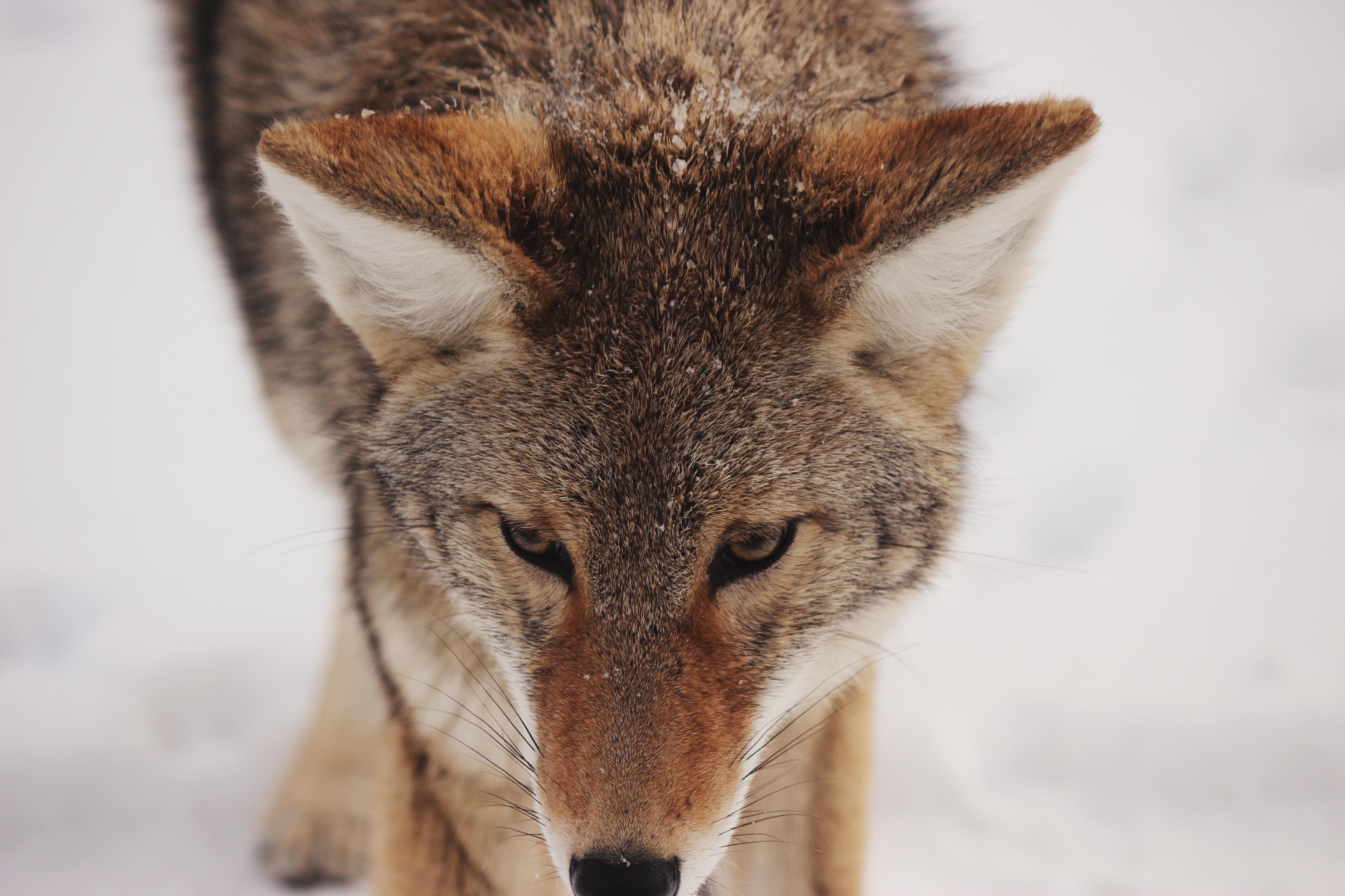 5184x3456 5184x3456 #cold, #close up, #animal background, #fur, #snow, #winter, #wallpaper, #animal, #hunter, #mammal, #nature, #fox, #animal wallpaper, #predator, #wild, #wolf, #Public domain image, #bokeh, #wildlife, #dog. Mocah HD Wallpaper