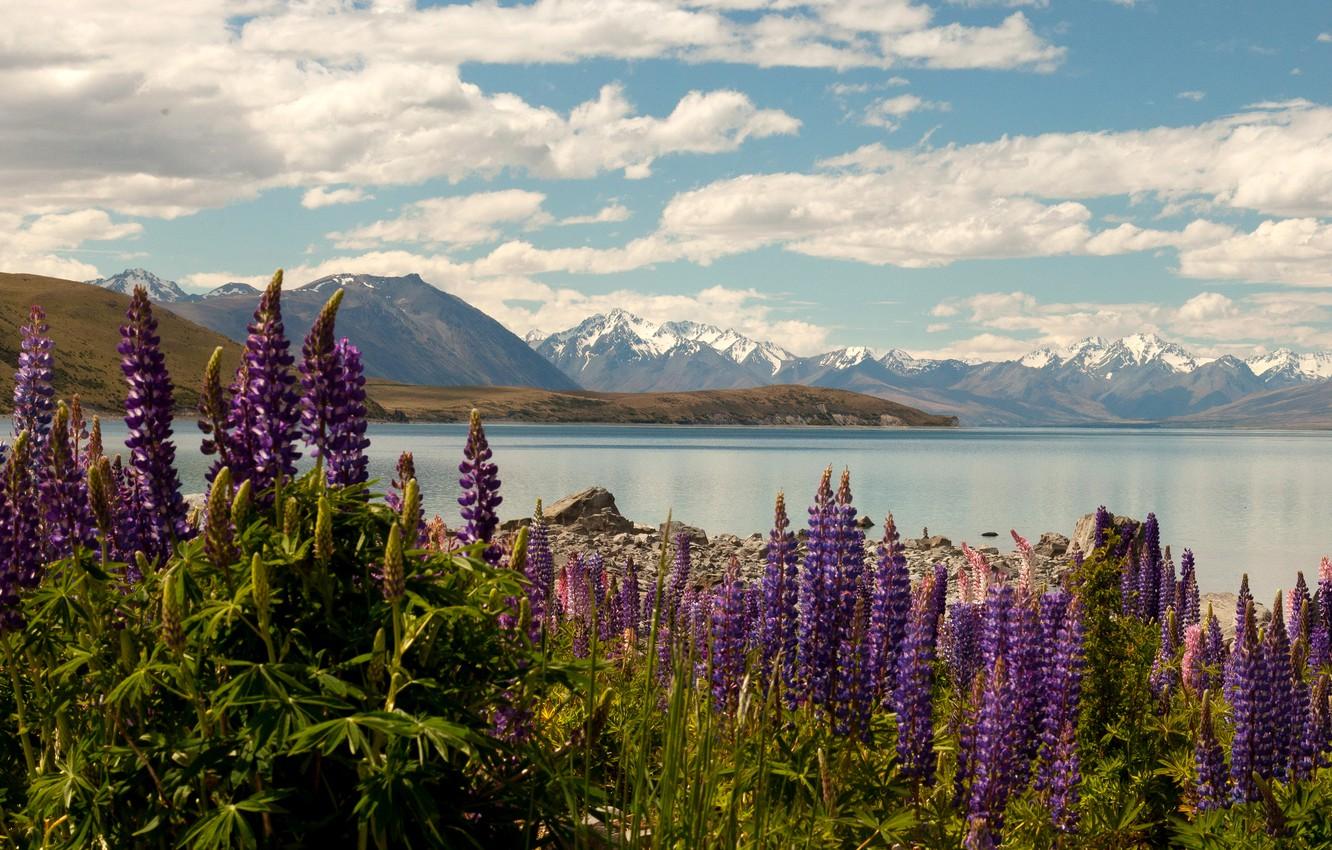 1332x850 Wallpaper clouds, flowers, mountains, lake, stones, shore, New Zealand, Lake Tekapo, delphinium, Larkspur image for desktop, section пейзажи