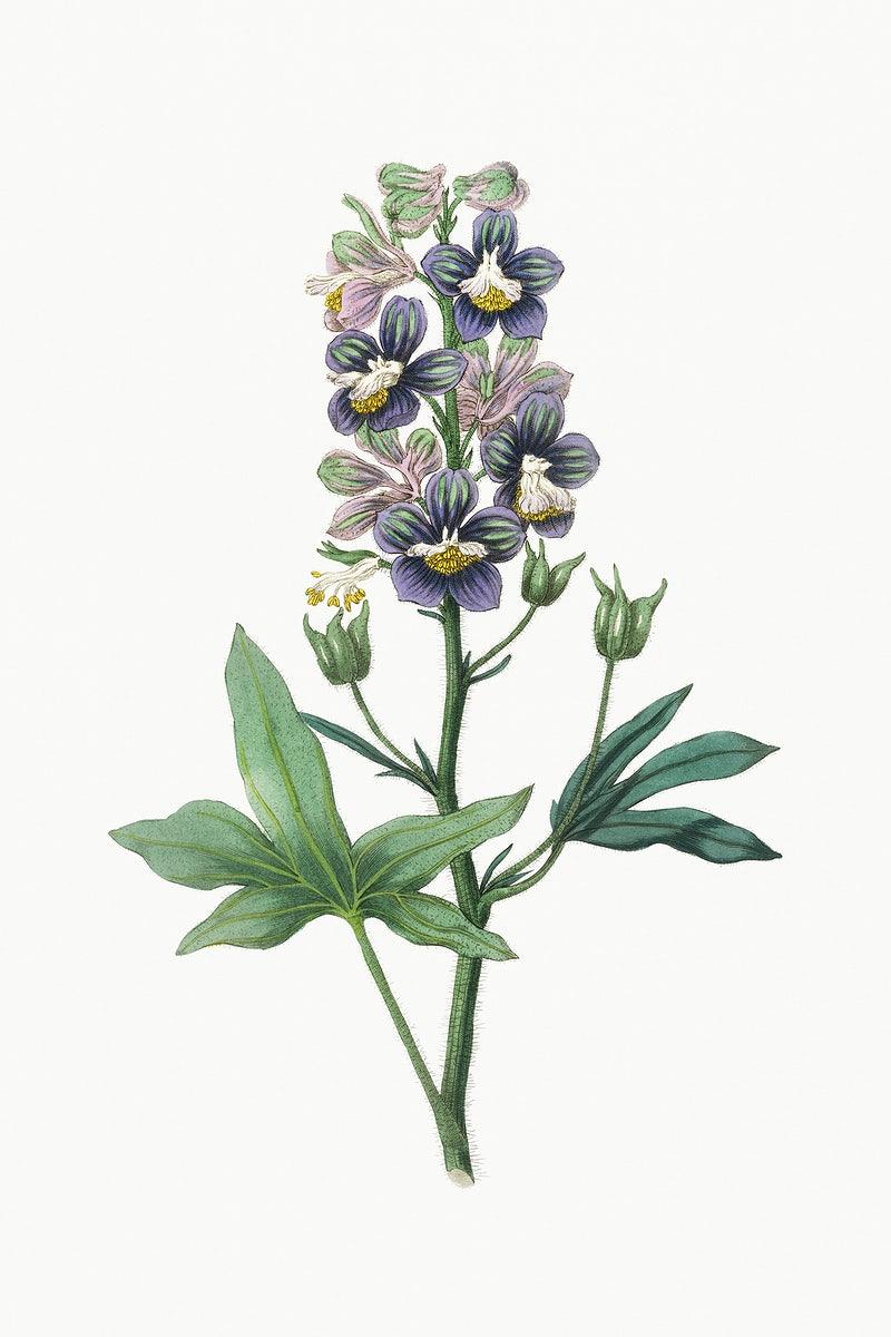 Larkspur Wallpapers - Top Free Larkspur Backgrounds - WallpaperAccess