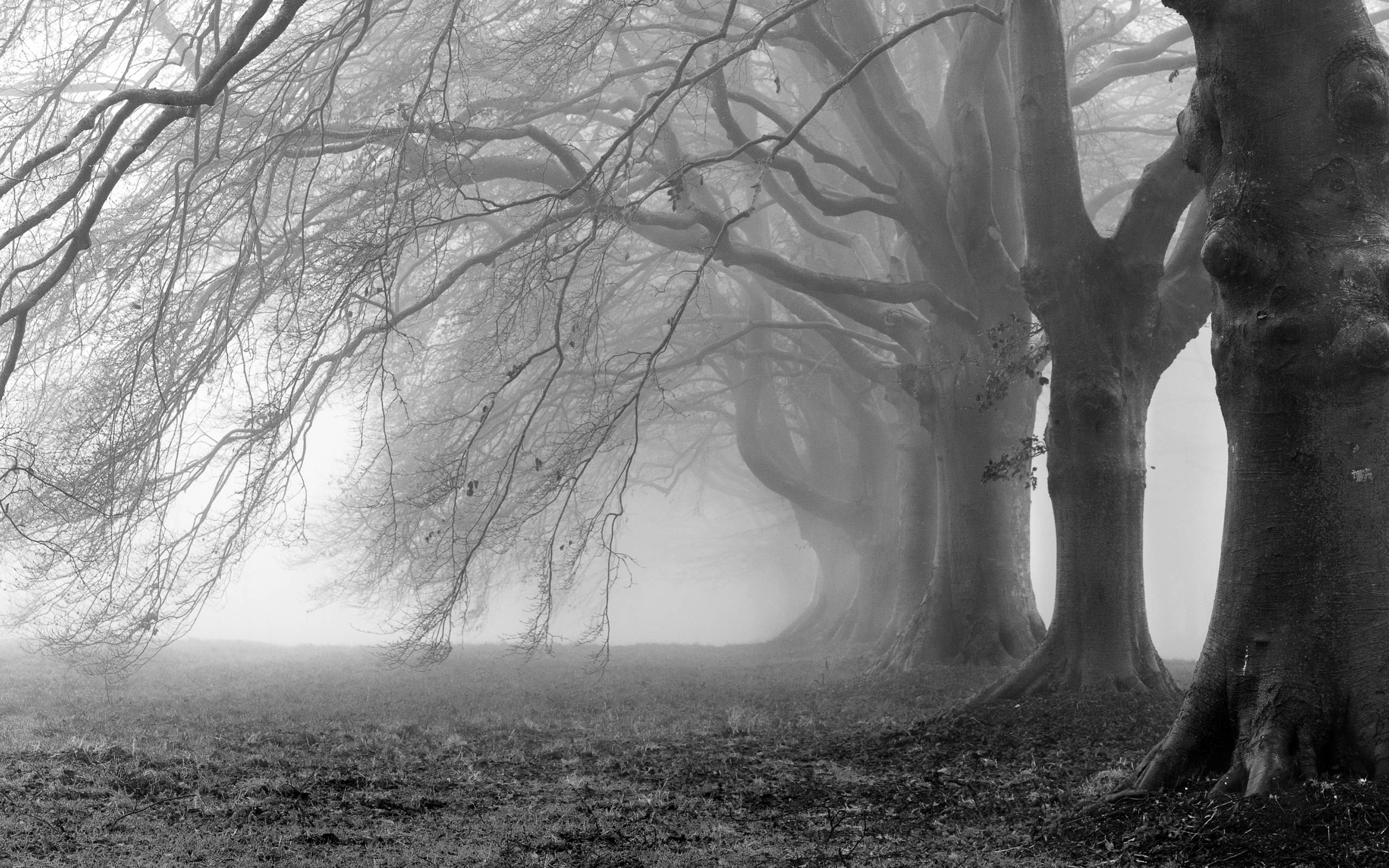 2560x1600 Nature Black And White HD Wallpaper