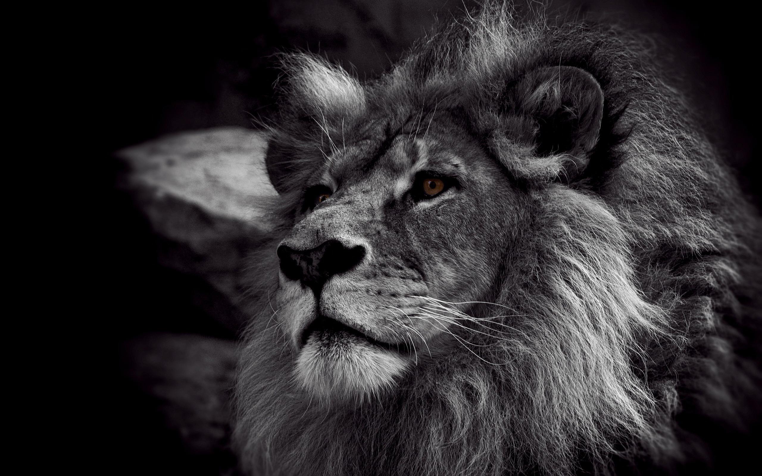 2560x1600 Black White Lion wallpaperx1600