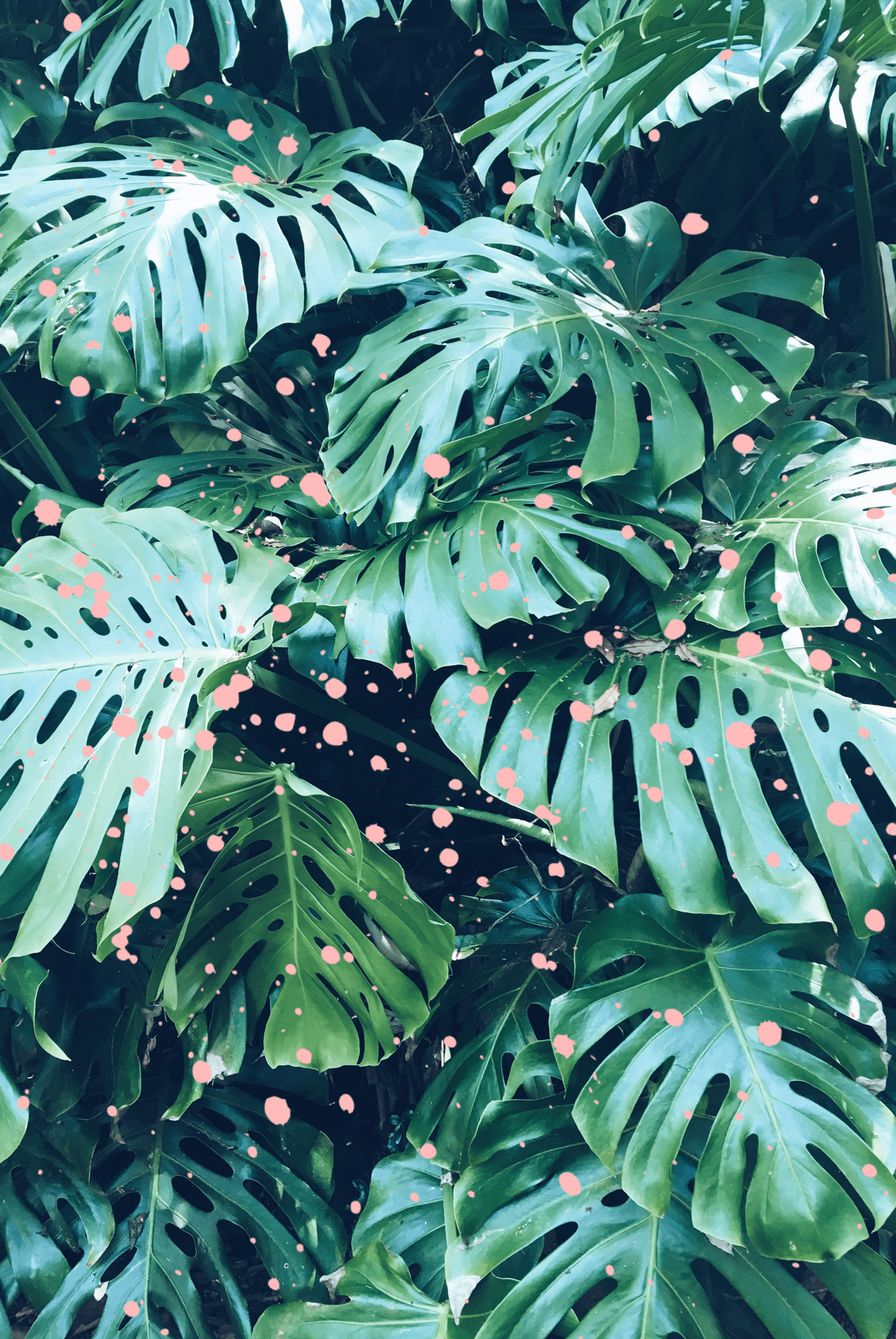 Pink and Green Leaf Wallpapers Top Free Pink and Green Leaf