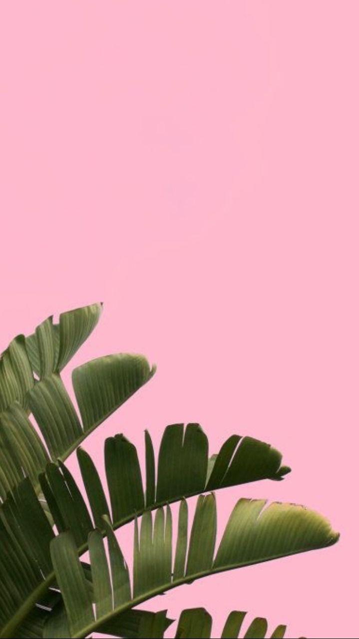 Pink and Green Leaf Wallpapers Top Free Pink and Green Leaf