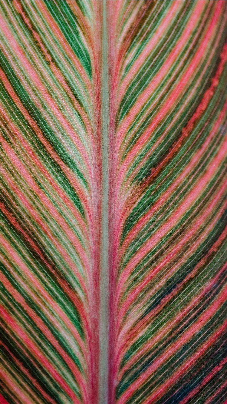 Pink and Green Leaf Wallpapers Top Free Pink and Green Leaf