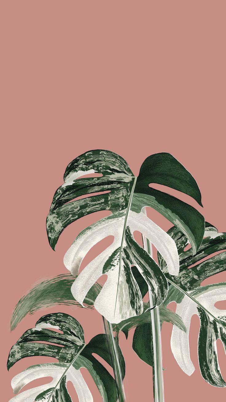 736x1308 Monstera Variegata. Plant sketches, Plant wallpaper, Plant art