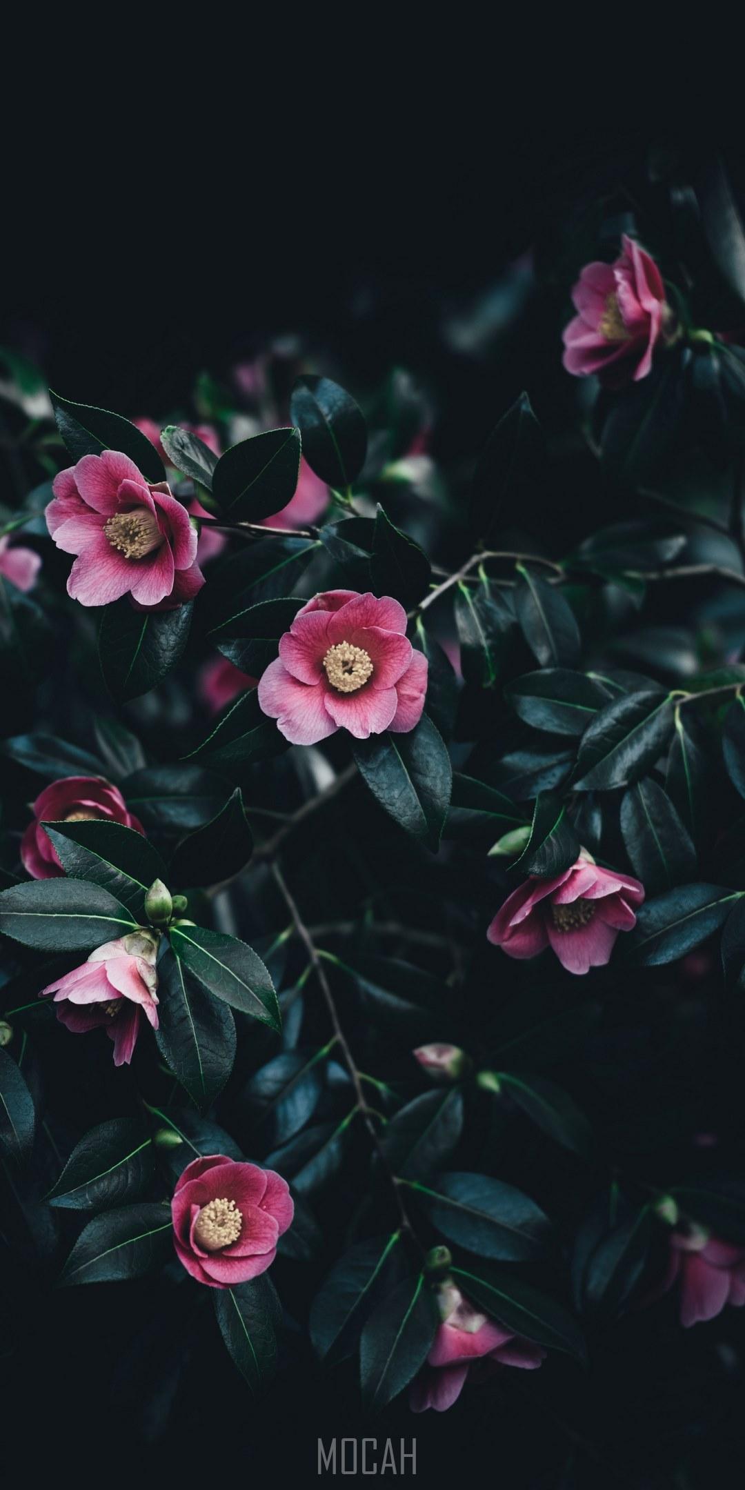 1080x2160 small pink camellia flowers among dark green leaves, camelias, Xiaomi Poco F2 Pro wallpaper HD free download, 1080x2400. Mocah HD Wallpaper