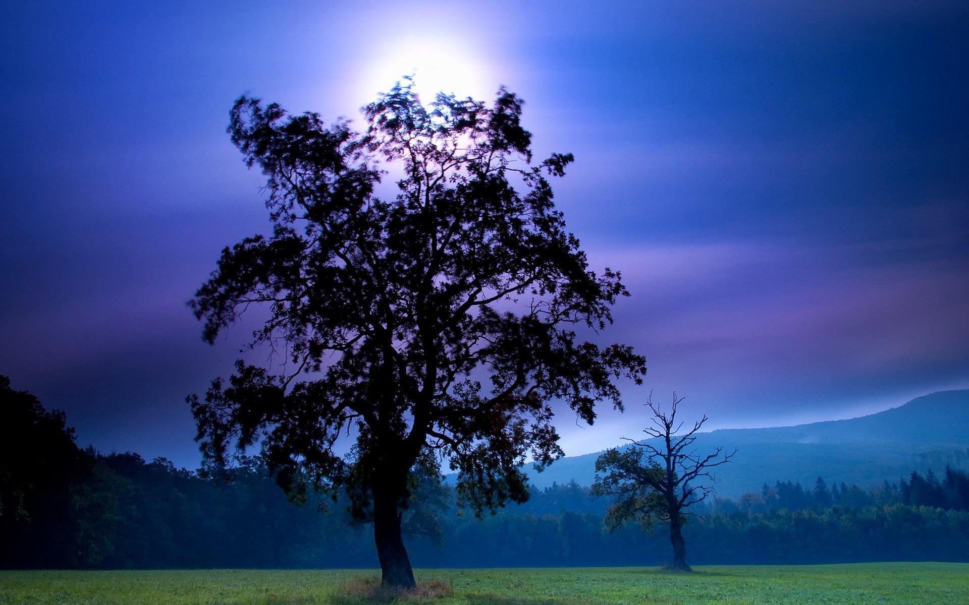 Dark Blue Trees Wallpapers Top Free Dark Blue Trees Backgrounds