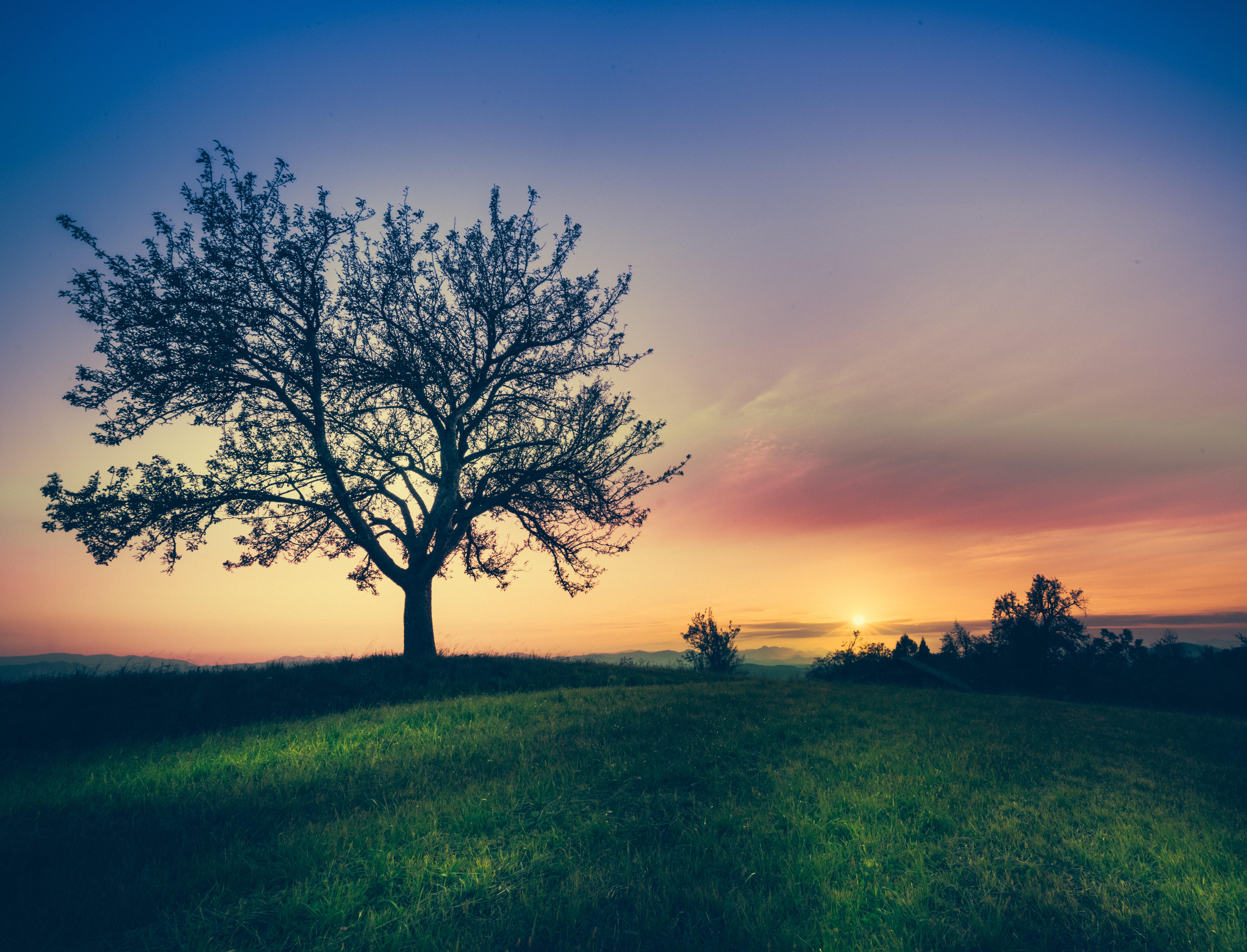 6406x4893 6406x4893 #evening, #night, #grass, #Free image, #purple, #dark, #orange, #slovenium, #tree, #sunset, #view, #blue, #trees, #flare, #sky, #sun, #color. Mocah HD Wallpaper