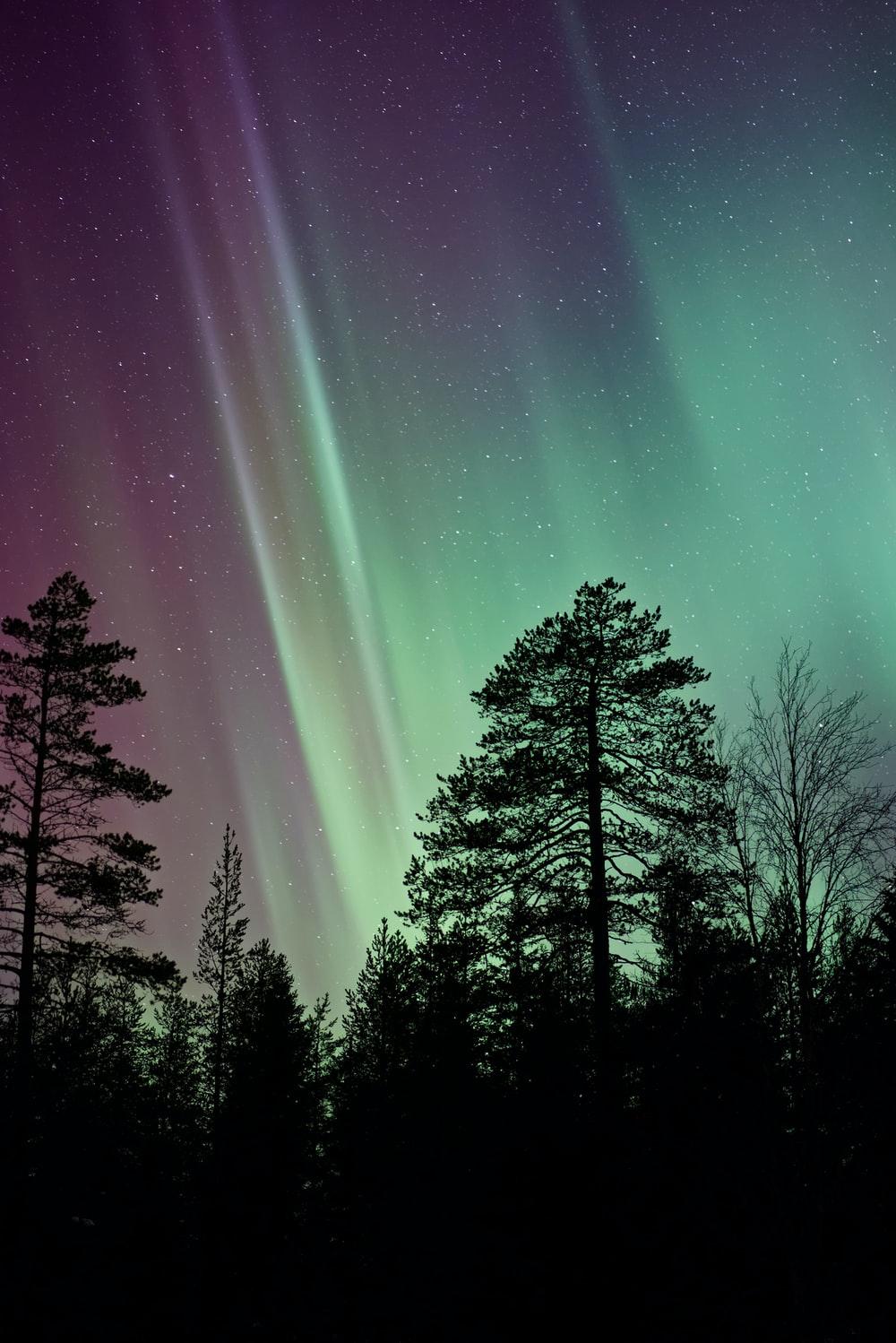 1000x1498 Trees At Night Picture. Download Free Image