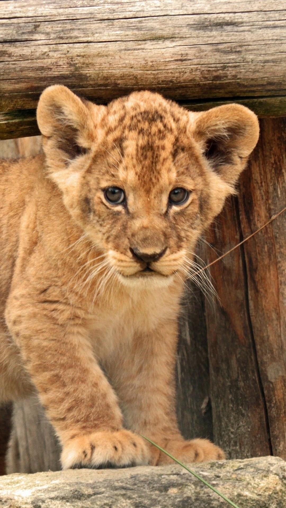 1080x1920 Lion Cub Data Src Lion Cub Wallpaper For Samsung Baby Lion Wallpaper HD HD Wallpaper