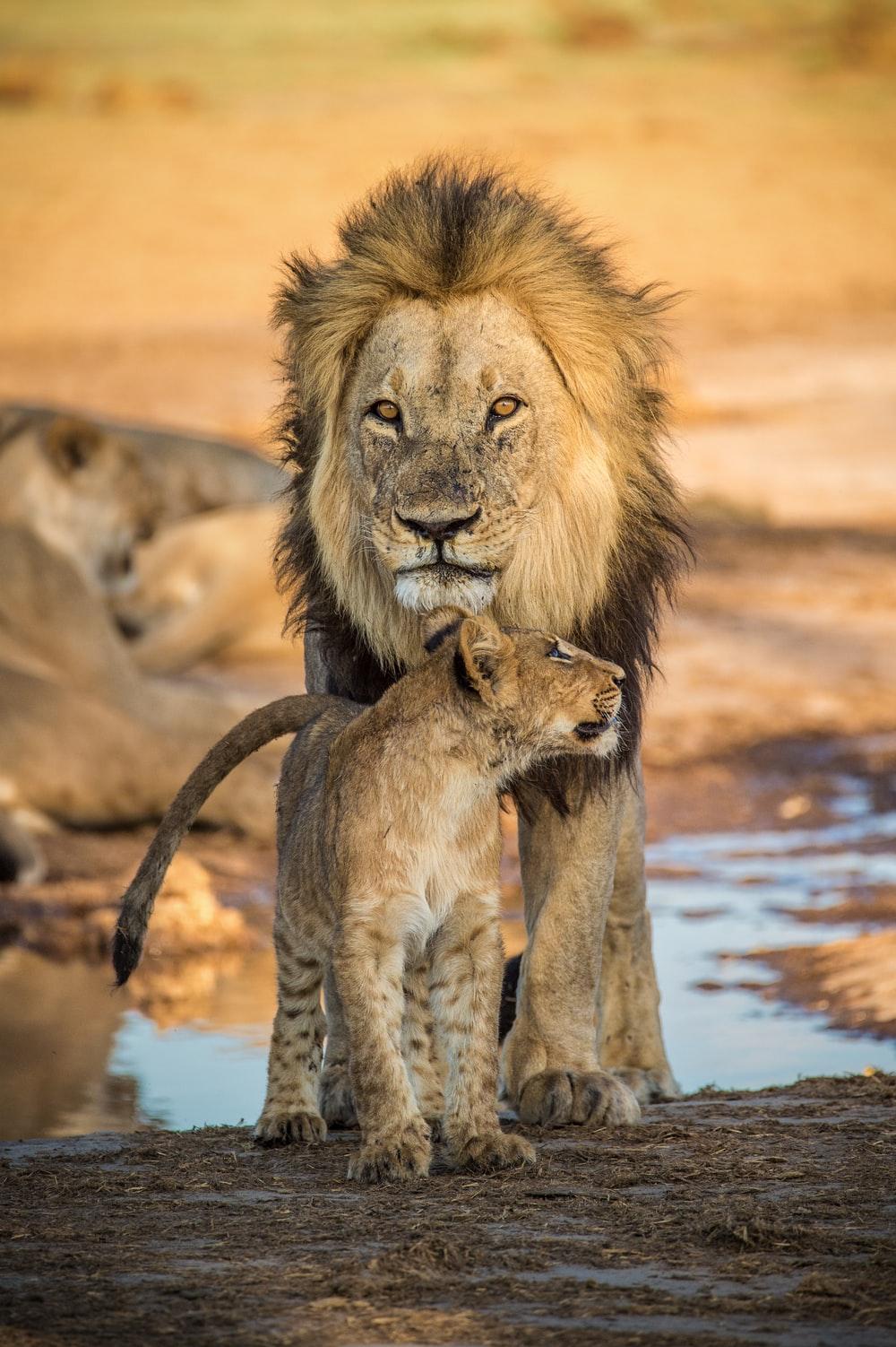 1000x1502 Lion Cub Picture. Download Free Image
